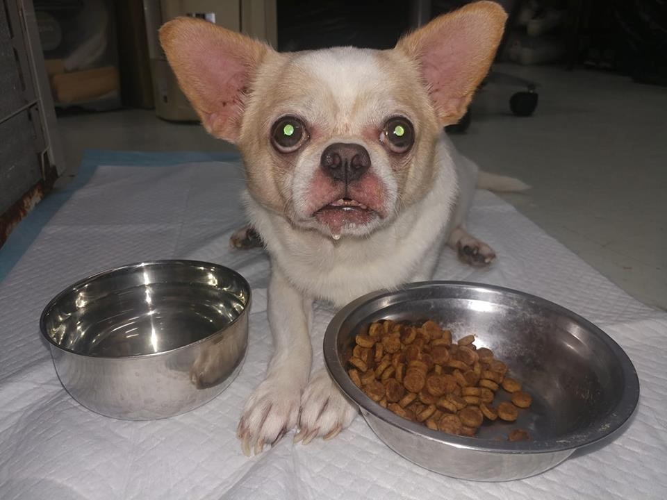 「珍寶豬」現時已被送往暫托家庭。(Facebook@毛孩守護者) 「珍寶豬」現時已被送往暫托家庭。(Facebook@毛孩守護者)