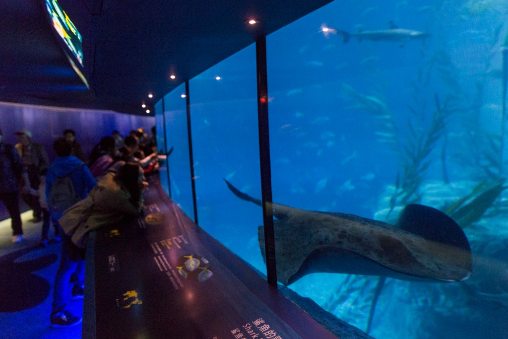 海洋公園今(12日)公布,2017至18財政年度業績報告,過去一年有712隻動物,因各種原因死亡。(資料圖片 / 江智騫攝 ) 海洋公園今(12日)公布,2017至18財政年度業績報告,過去一年有712隻動物,因各種原因死亡。(資料圖片 / 江智騫攝 )