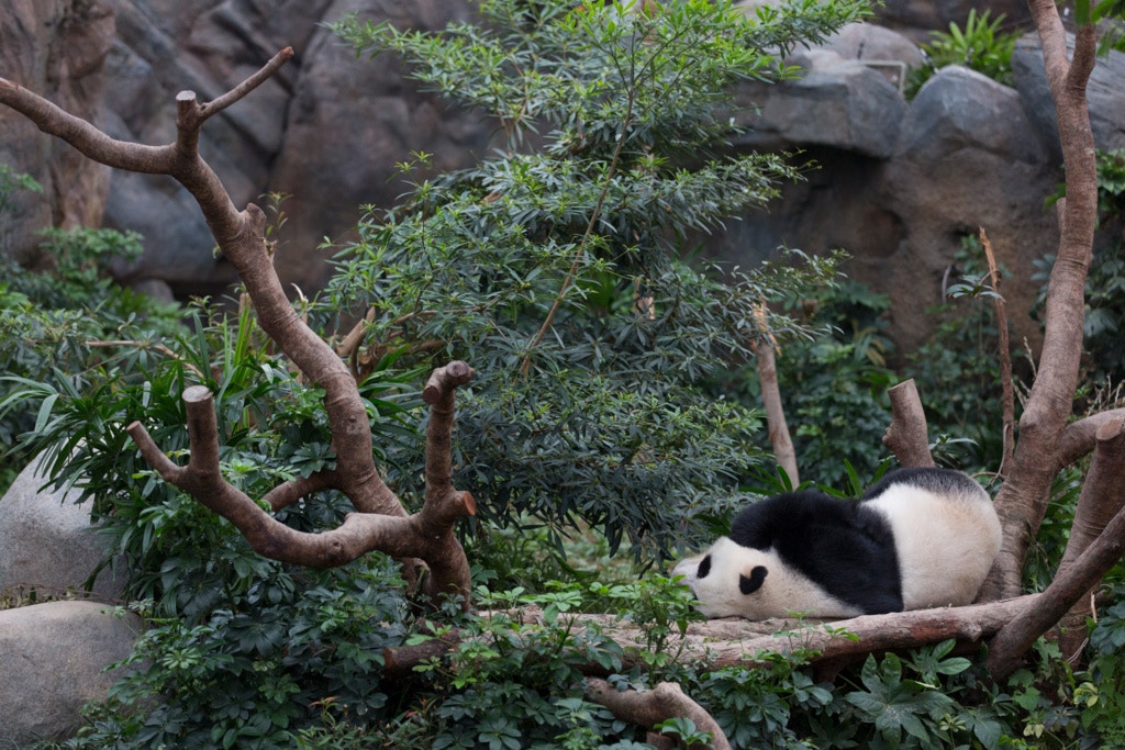 公園指,致力強化動物護理技術,以對保育的重大貢獻及其世界級動物護理備受公眾認同。(資料圖片 / 江智騫攝) 公園指,致力強化動物護理技術,以對保育的重大貢獻及其世界級動物護理備受公眾認同。(資料圖片 / 江智騫攝)