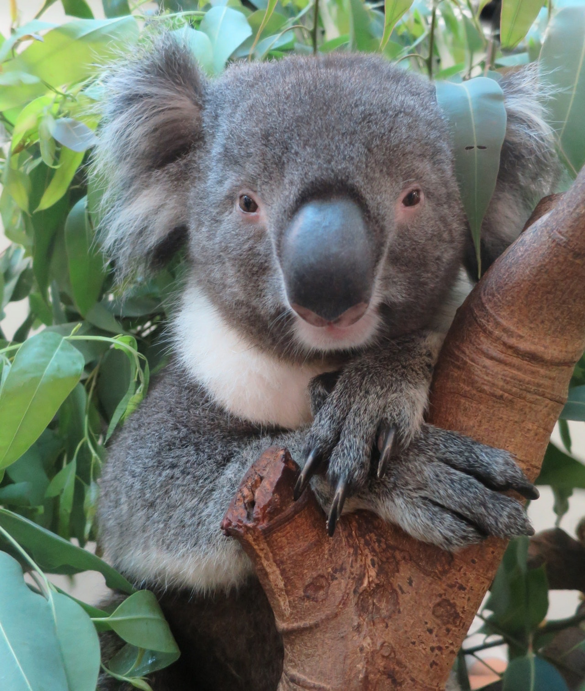 來自日本大阪的雄性樹熊「Sora」2017年被安排安樂死。(海洋公園提供圖片) 來自日本大阪的雄性樹熊「Sora」2017年被安排安樂死。(海洋公園提供圖片)