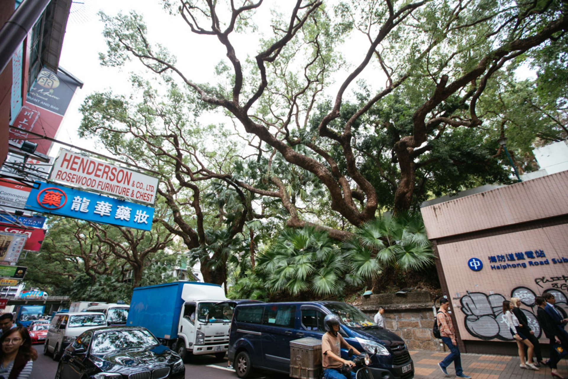隨著城市變遷,有冠軍樹在鬧市中仍蓬勃生長,也有冠軍樹逐漸衰弱,甚至難逃移除命運。(盧翊銘攝) 隨著城市變遷,有冠軍樹在鬧市中仍蓬勃生長,也有冠軍樹逐漸衰弱,甚至難逃移除命運。(盧翊銘攝)