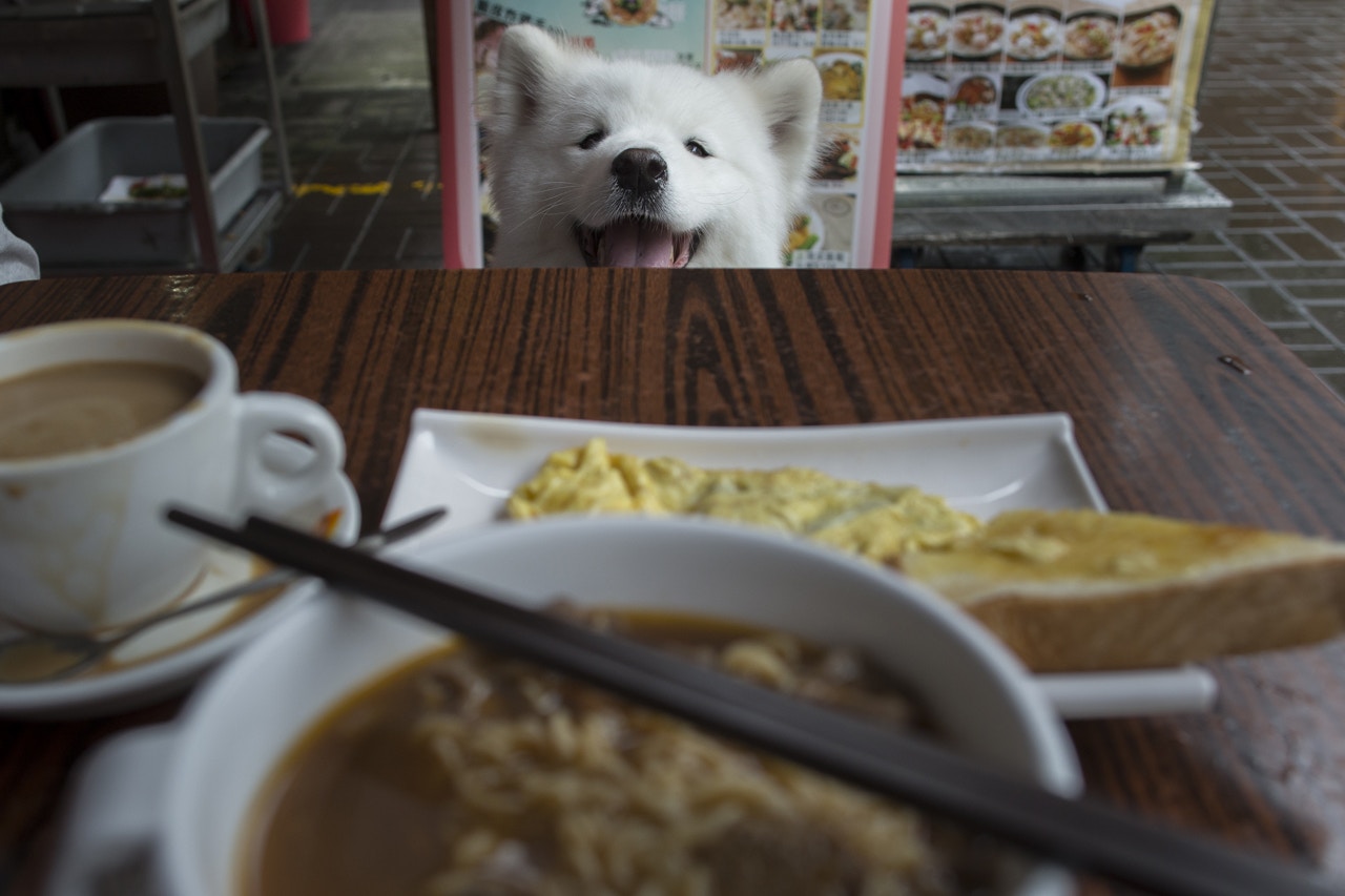 狗狗Bagel曾被虐待,它後來被愛心人士收養,得到良好照顧之餘,也為收養者帶來歡樂。