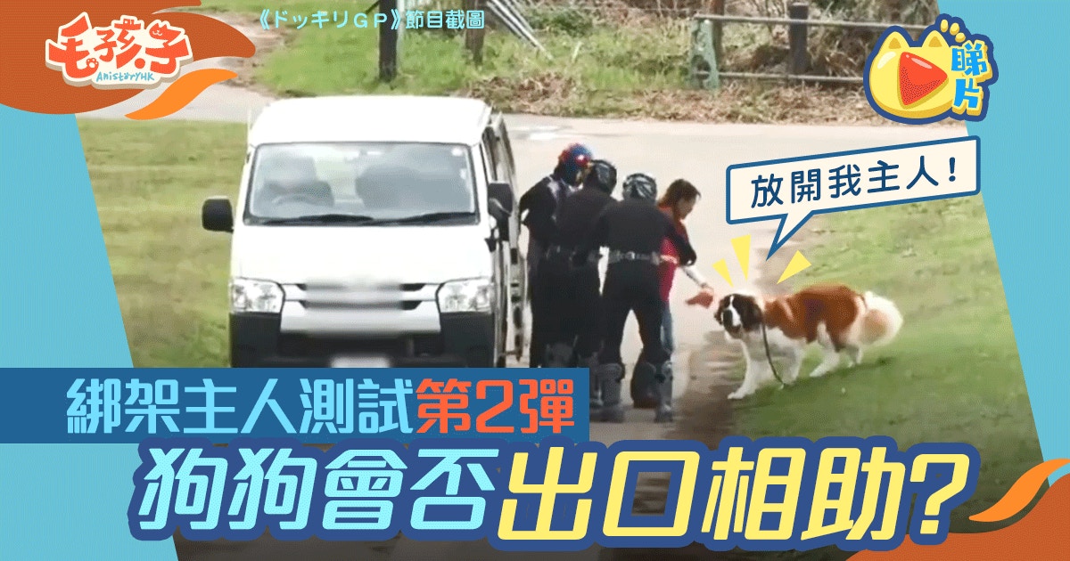 狗狗忠誠度測試第二彈主人被綁架蘇俄牧羊犬會怎樣營救 香港01 寵物