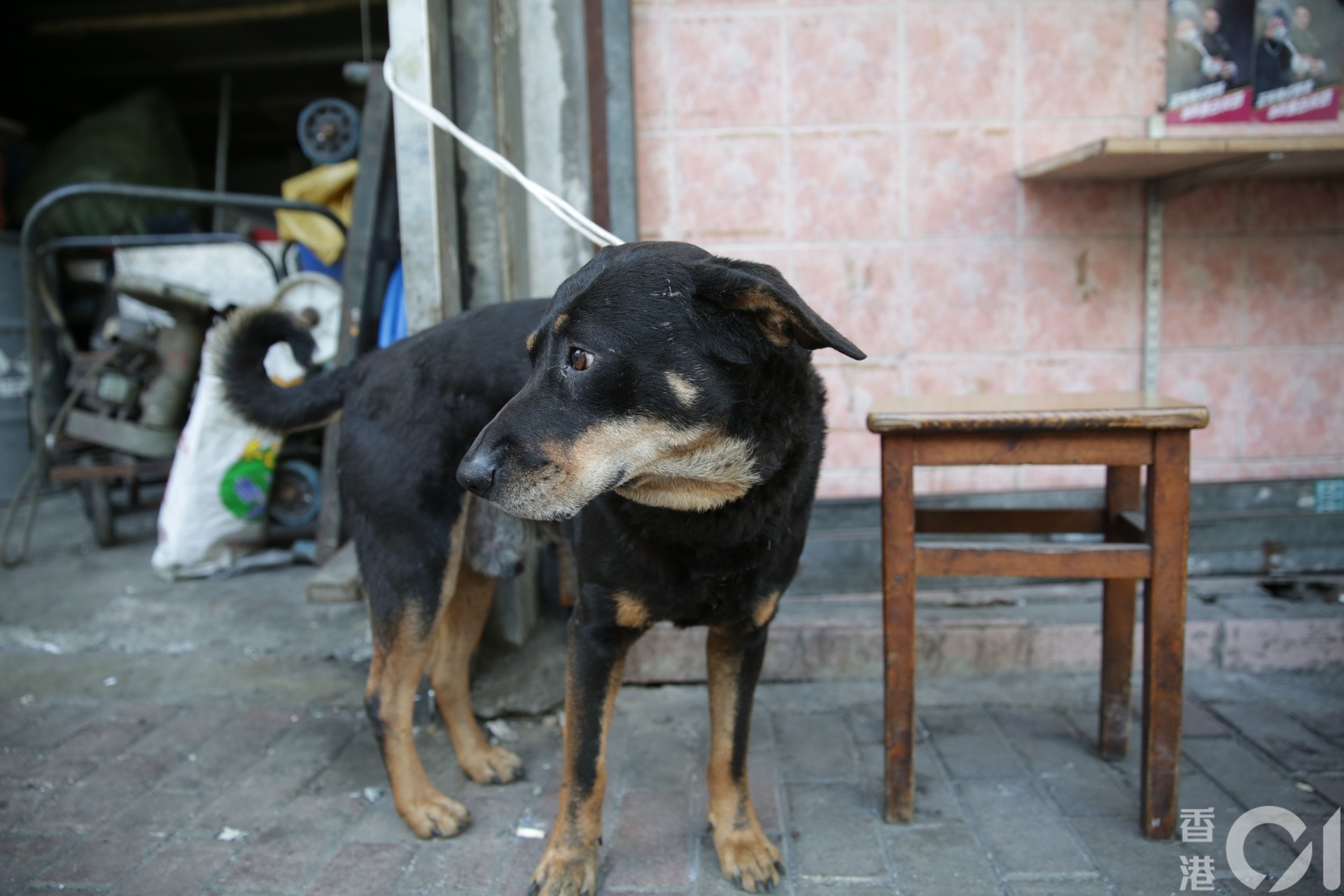 唐狗「黑仔」今日被主人拴在門口,等被漁護處人員帶走檢查。 (黃偉民攝) 唐狗「黑仔」今日被主人拴在門口,等被漁護處人員帶走檢查。 (黃偉民攝)