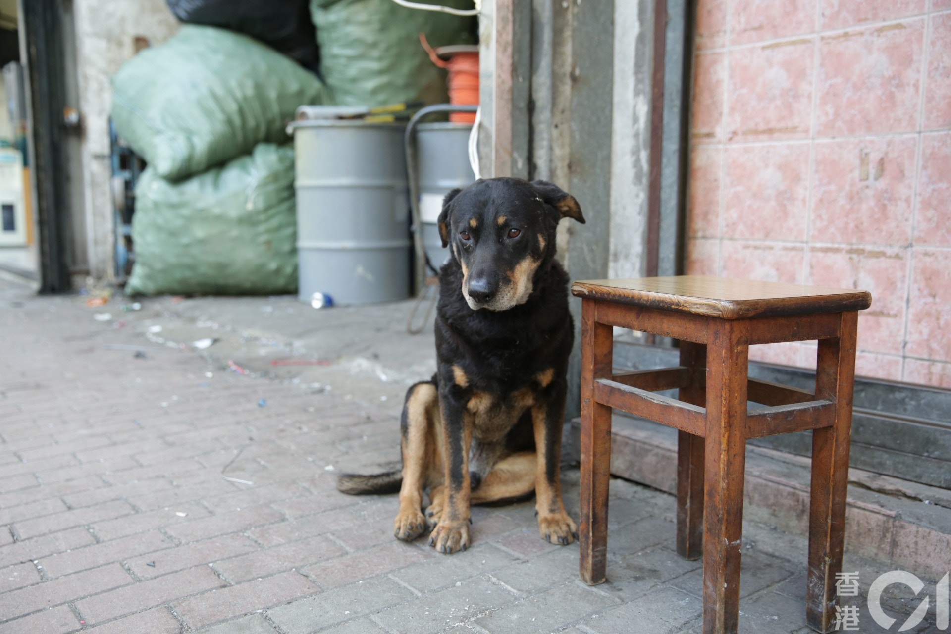 記者所見,唐狗「黑仔」今日成身抖震,狀甚驚慌。 (黃偉民攝) 記者所見,唐狗「黑仔」今日成身抖震,狀甚驚慌。 (黃偉民攝)