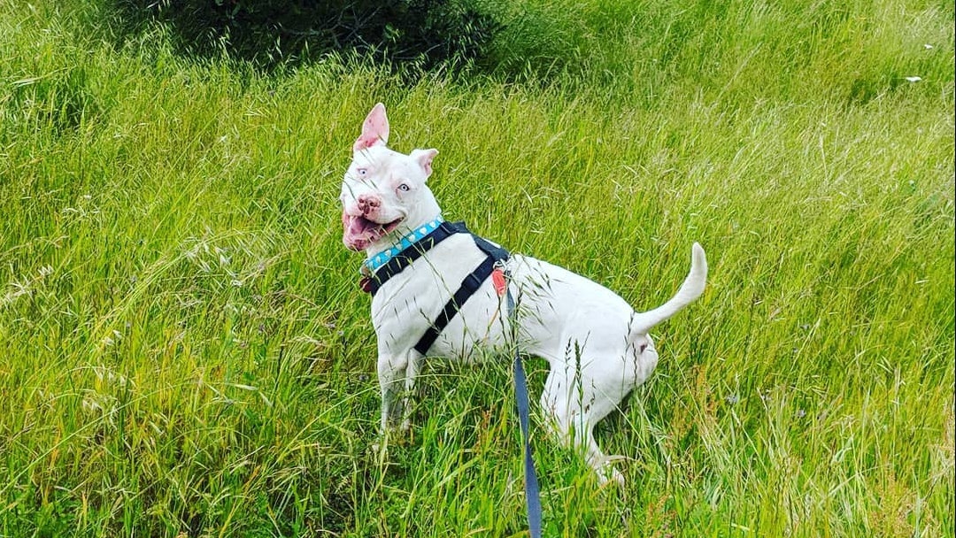 比特犬在新主人家不肯入睡 情深款款盯著像是有話要說 比特犬在新主人家不肯入睡 情深款款盯著像是有話要說