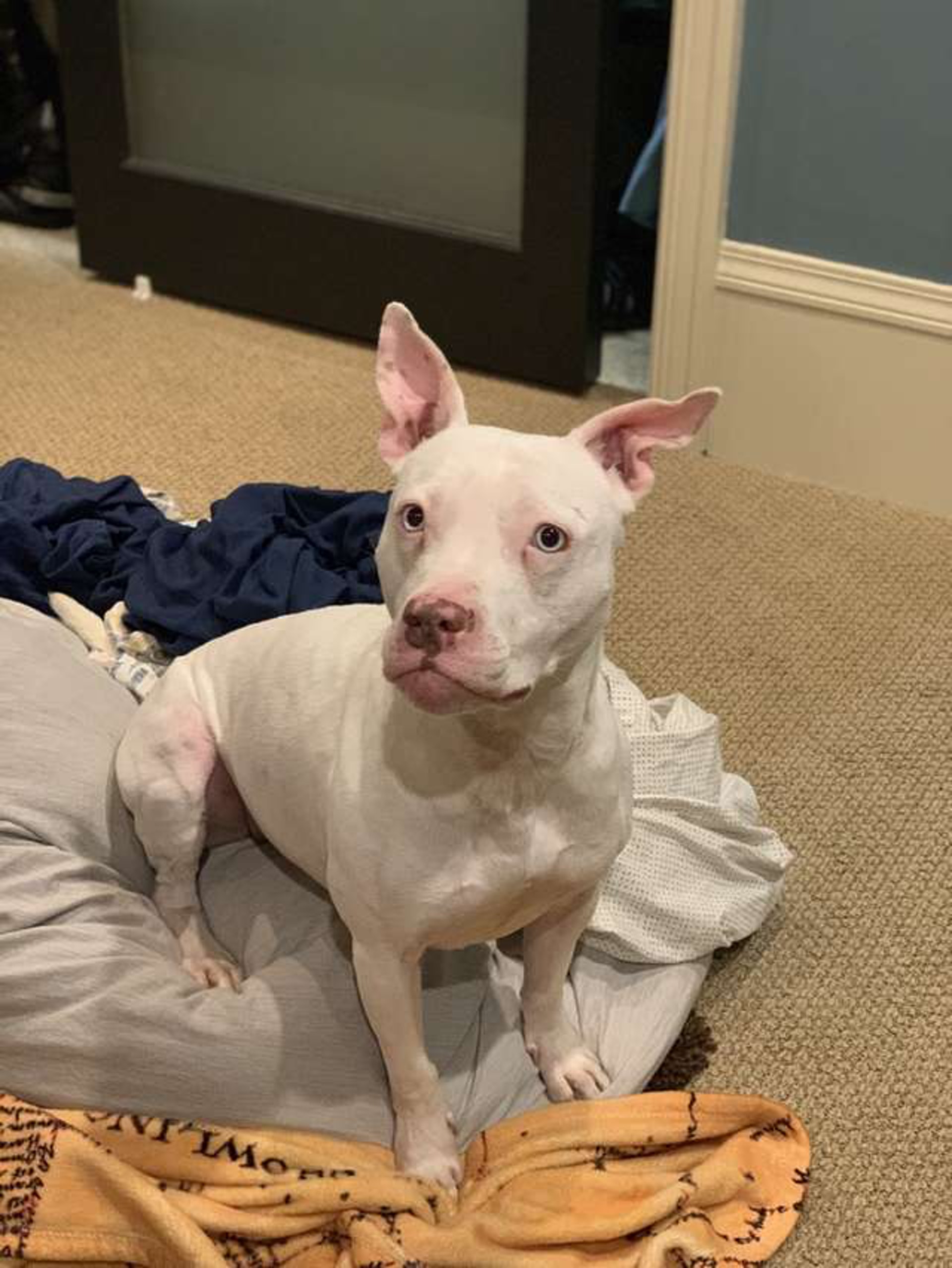 Blu現在過著幸福的新生活,不會再有人虐待牠了。(bluthedeafpibble@Instagram) Blu現在過著幸福的新生活,不會再有人虐待牠了。(bluthedeafpibble@Instagram)