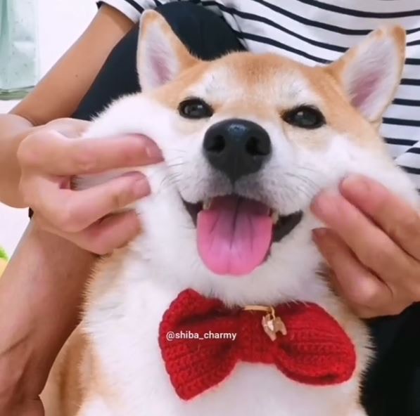 看到可愛動物總想一把捏下去 專家指原來是人之常情 香港01 寵物