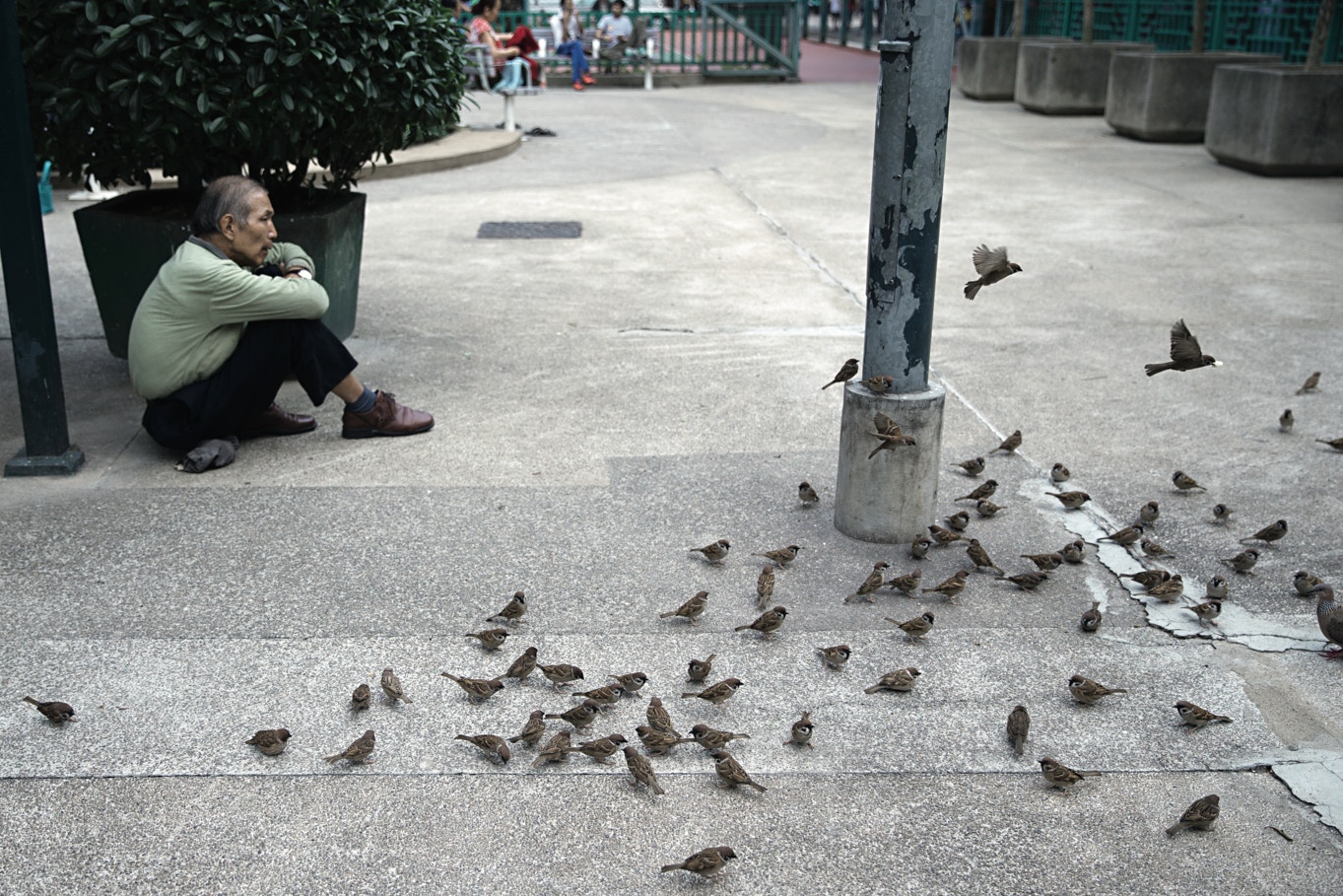 提起雀鳥，你會最先想起什麼？是麻雀嗎？（黃永俊攝）