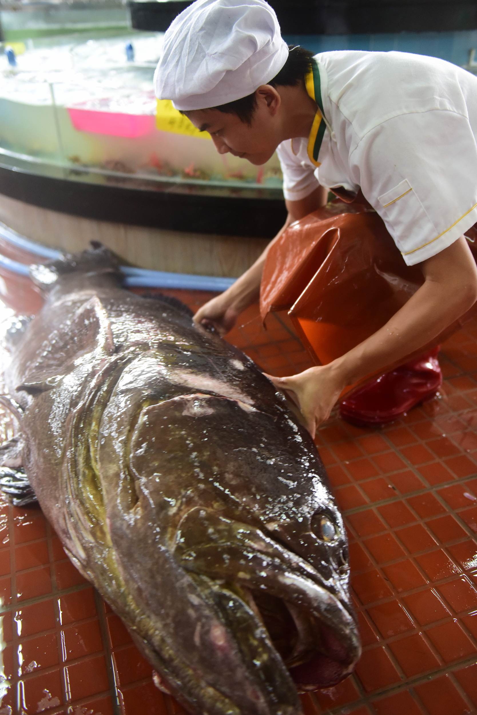 大埔酒樓驚現 瀨尿蝦 藏魚頭 專家李彩華解畫 魚蝨寄生啫 香港01 熱爆話題