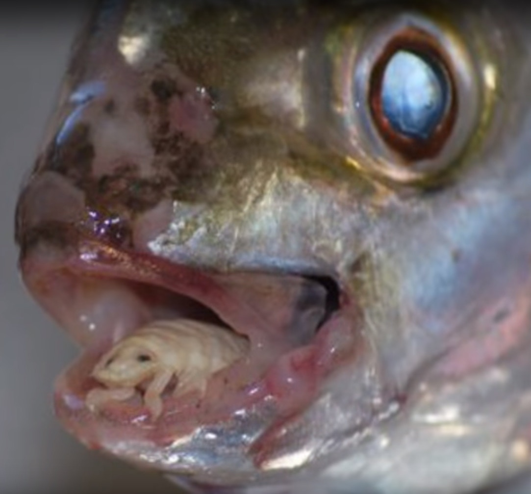 縮頭魚蝨寄生魚類吸血最終取代魚舌世上唯一完全代替宿主器官