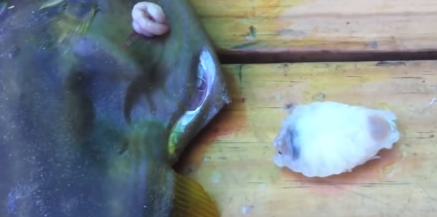 縮頭魚蝨寄生魚類吸血最終取代魚舌世上唯一完全代替宿主器官 香港01 熱爆話題 縮頭魚蝨寄生魚類吸血最終取代魚舌世上唯一完全代替宿主器官 香港01 熱爆話題