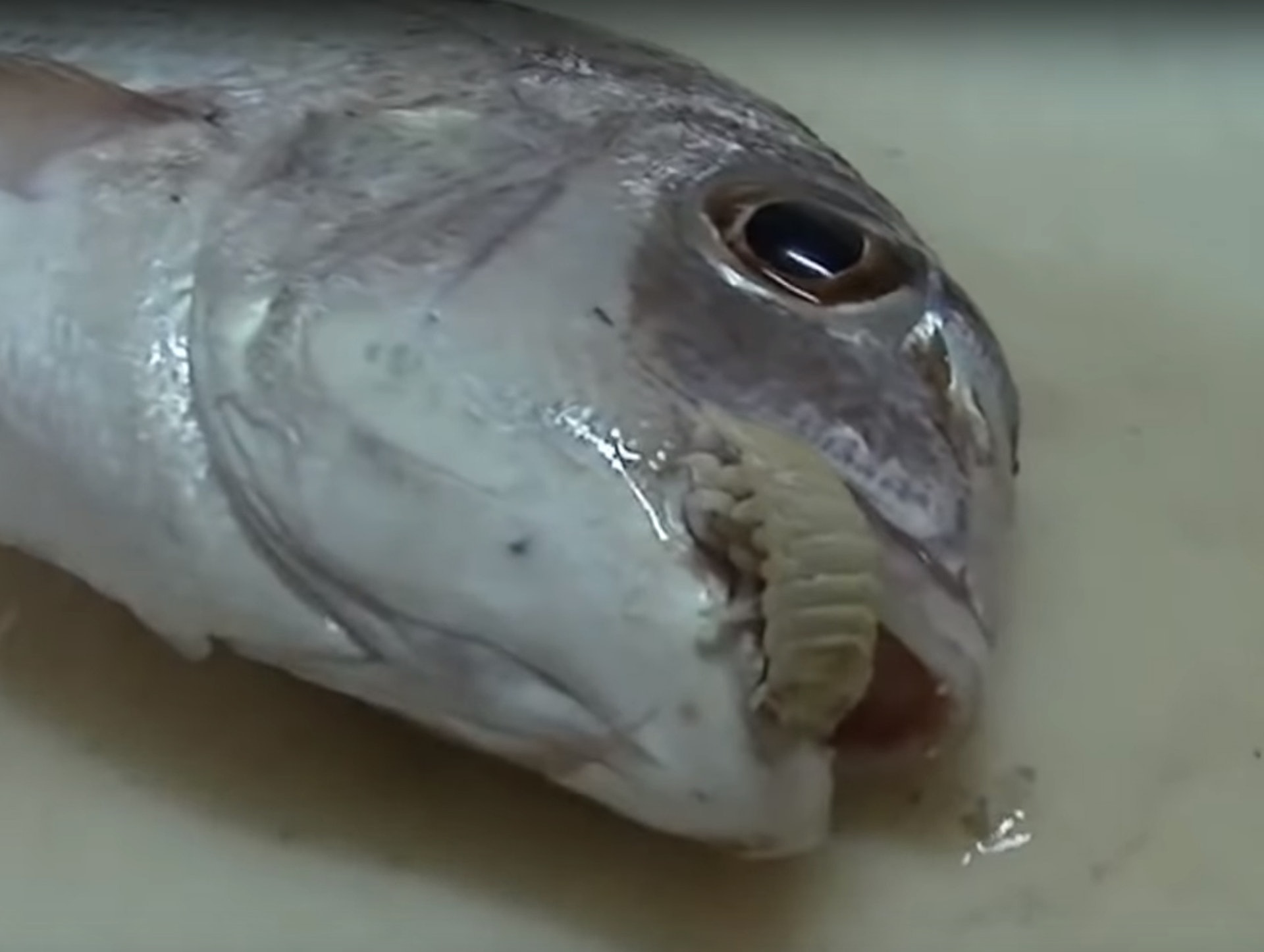 縮頭魚蝨寄生魚類吸血最終取代魚舌世上唯一完全代替宿主器官 香港01 熱爆話題 縮頭魚蝨寄生魚類吸血最終取代魚舌世上唯一完全代替宿主器官 香港01 熱爆話題