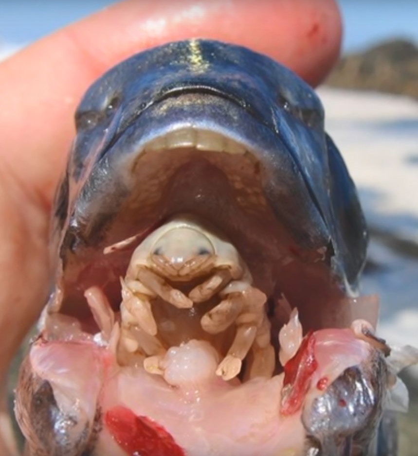 縮頭魚蝨寄生魚類吸血最終取代魚舌世上唯一完全代替宿主器官