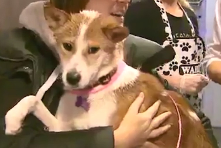 牠看起來是一隻混種的哥基犬。（WISN）