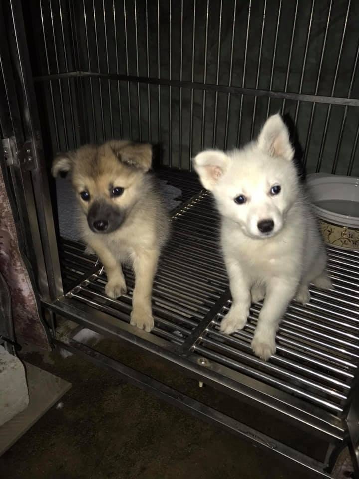 動物機構「阿棍屋」現已接手照顧狗狗。(受訪者提供) 動物機構「阿棍屋」現已接手照顧狗狗。(受訪者提供)