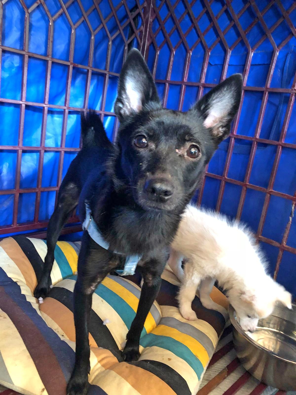 狗媽媽約3至4歲,身型瘦削,營養不良。(受訪者提供) 狗媽媽約3至4歲,身型瘦削,營養不良。(受訪者提供)