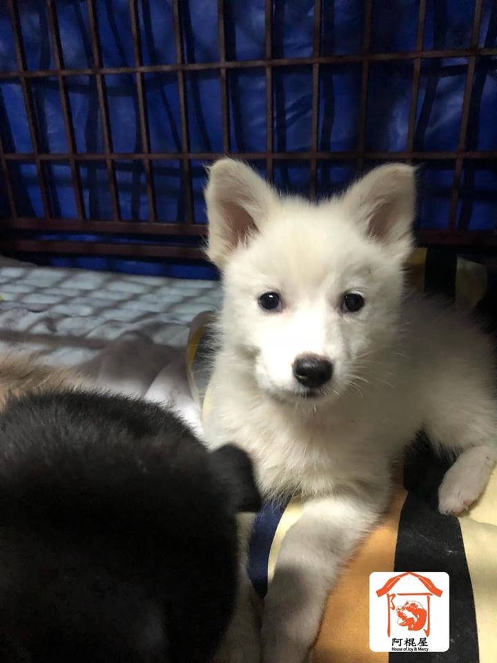 3隻幼犬則只得2個月大。(受訪者提供) 3隻幼犬則只得2個月大。(受訪者提供)