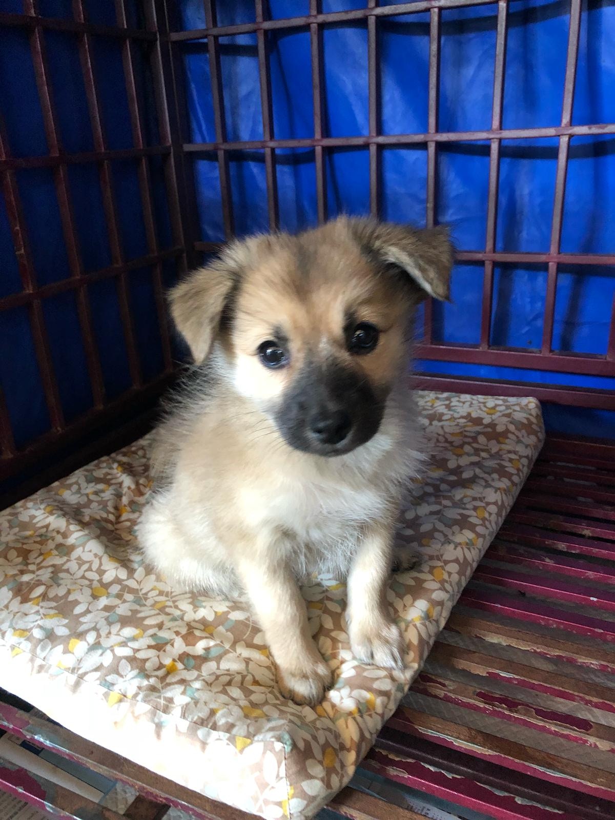 3隻幼犬則只得2個月大。(受訪者提供) 3隻幼犬則只得2個月大。(受訪者提供)