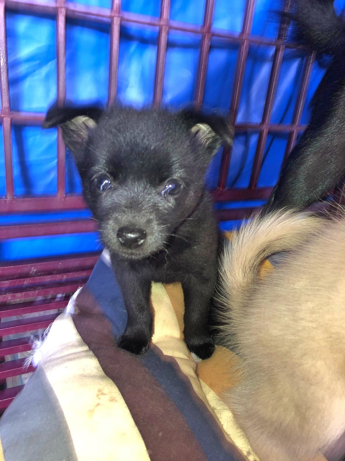 3隻幼犬則只得2個月大。(受訪者提供) 3隻幼犬則只得2個月大。(受訪者提供)