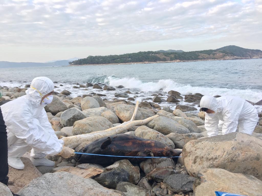 雄性成年江豚擱淺西貢高流灣石灘　屍身嚴重腐爛　