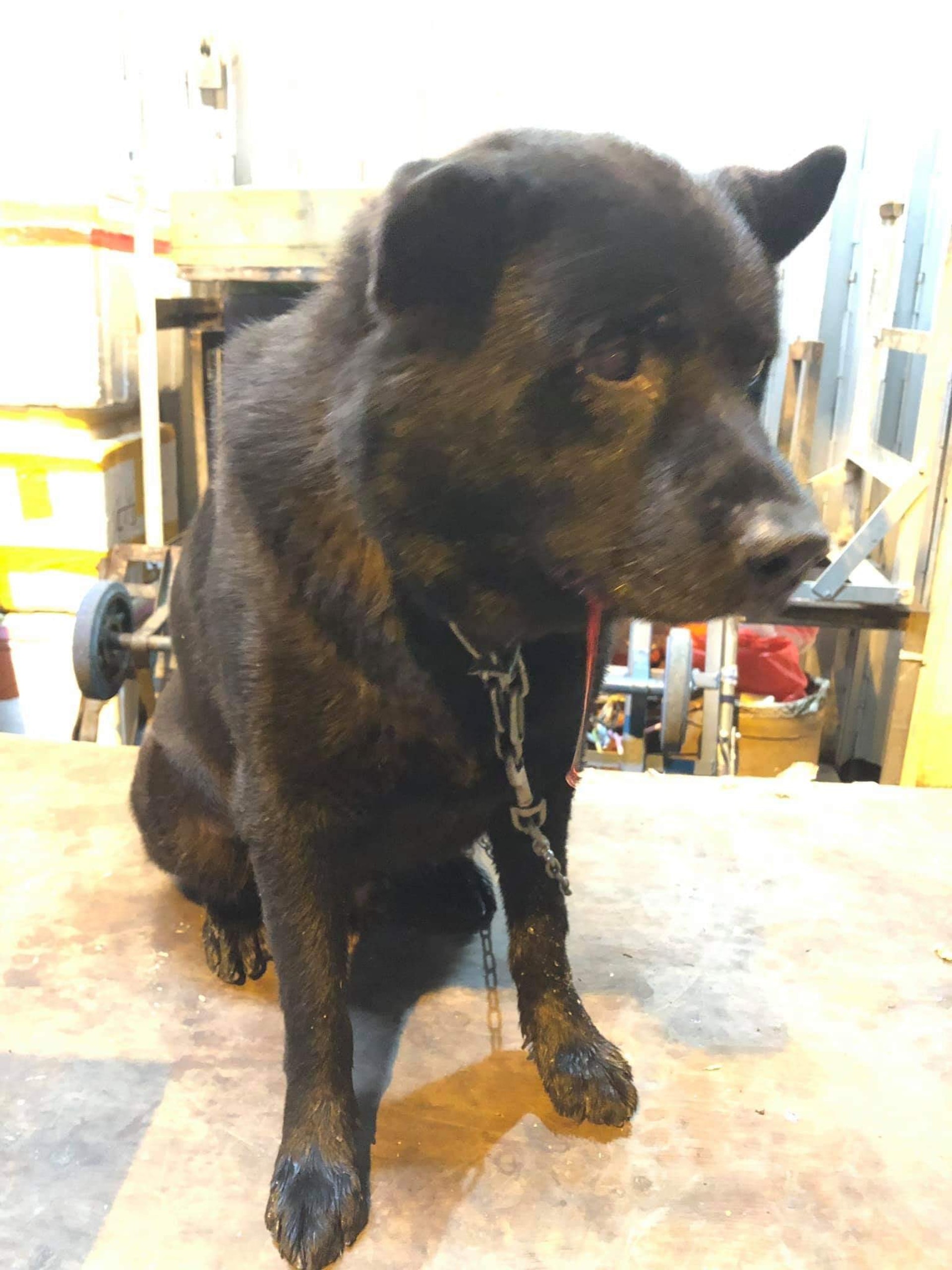 纏上鐵錬的旺仔被人以哥爾夫球棍襲擊。(互聯網) 纏上鐵錬的旺仔被人以哥爾夫球棍襲擊。(互聯網)