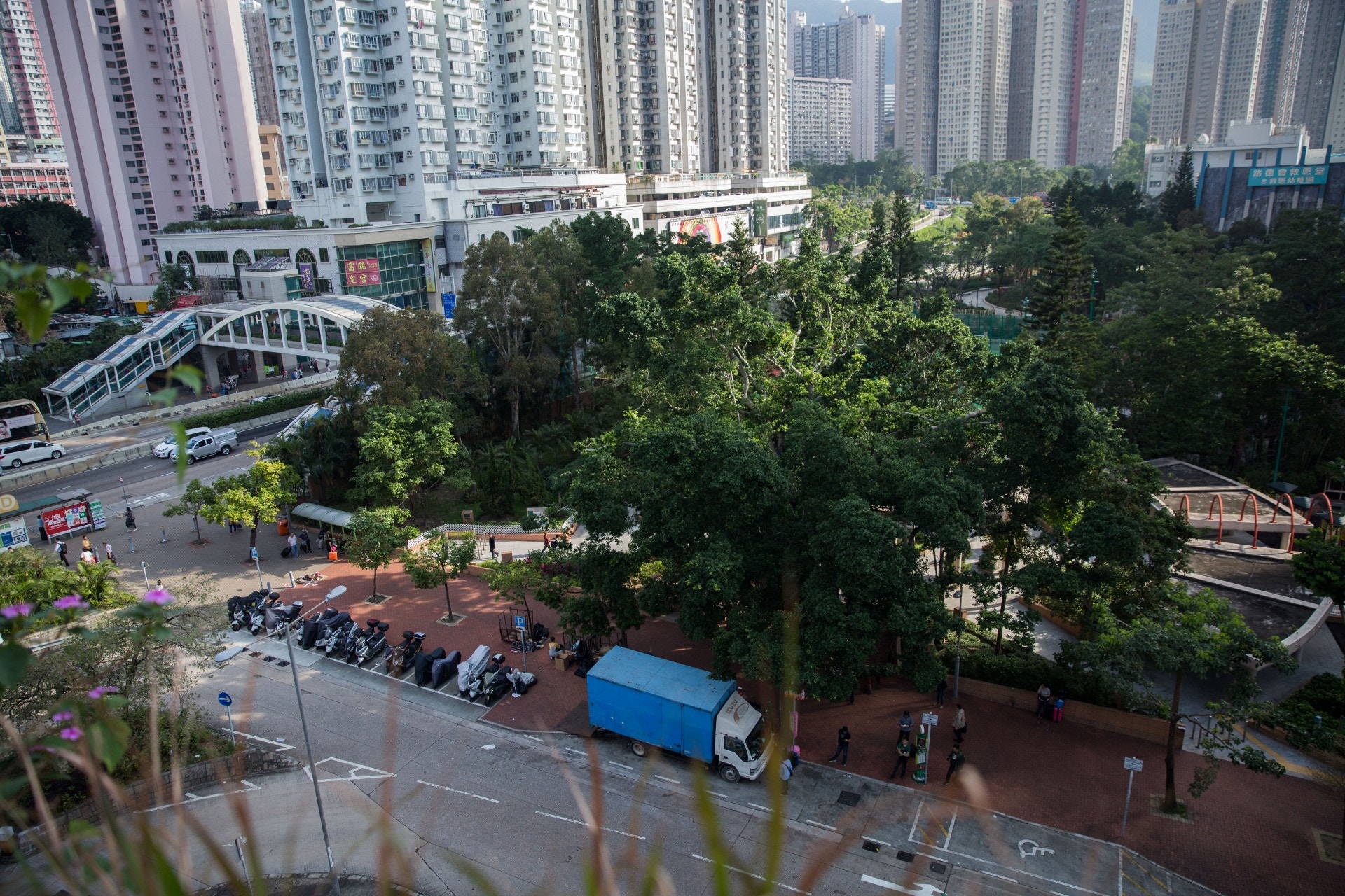 發展局推出《街道選樹指南》，列出80種較少應用而適合在香港街道種植的樹木品種，為政府部門和有興趣人士在選擇街道樹種時提供參考。（資料圖片／張浩維攝）