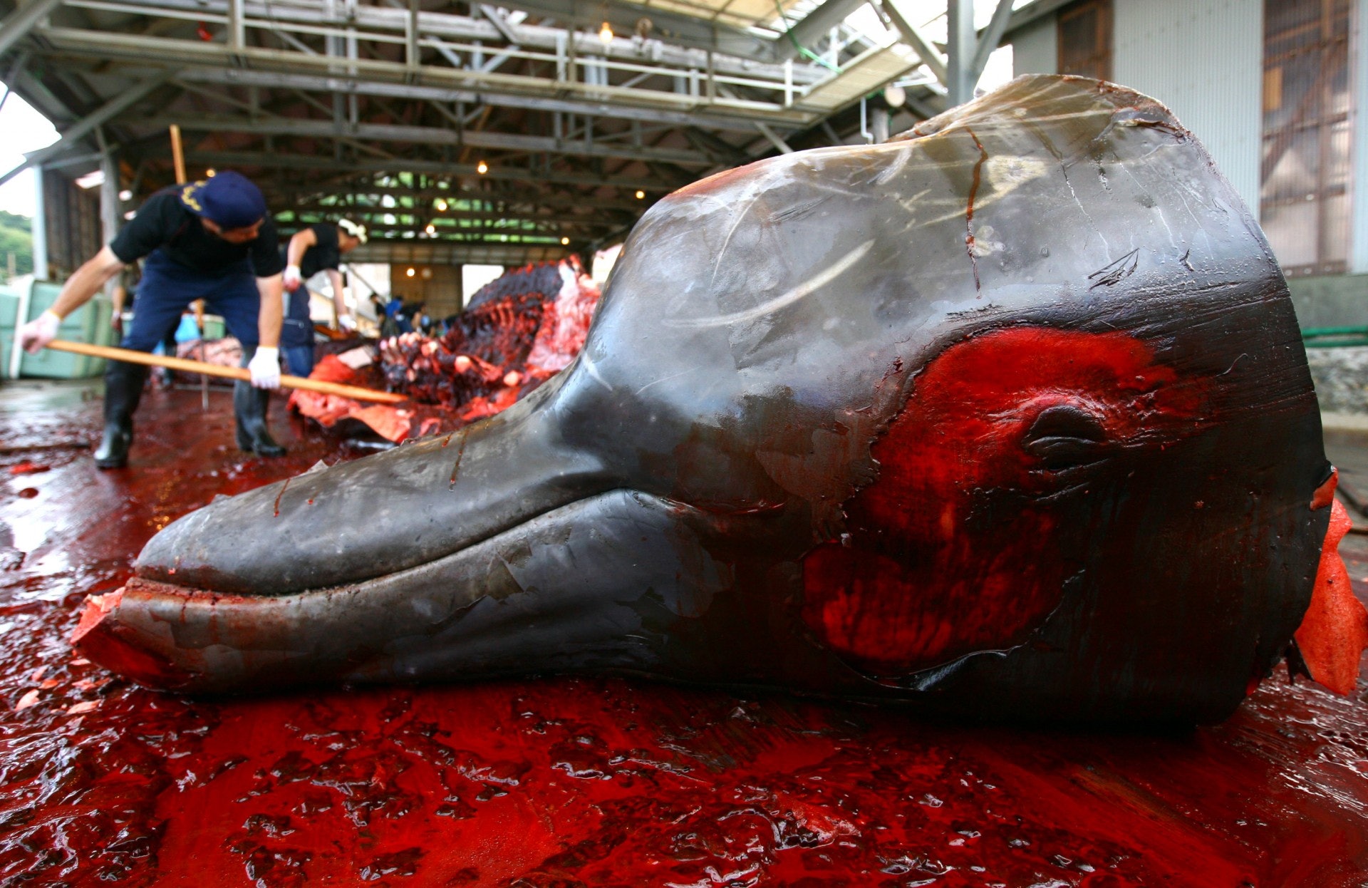 日本共同社周四(20日)透露,日本政府基本決定退出國際捕鯨委員會(International Whaling Commission,IWC),以重啟時隔30年的商業捕鯨,最快將於下周發表退出方針。事實上,日本從未停止過獵殺鯨魚。圖為千葉市屠鯨廠在屠宰一條貝氏喙鯨(Baird's Beaked whale)(VCG) 日本共同社周四(20日)透露,日本政府基本決定退出國際捕鯨委員會(International Whaling Commission,IWC),以重啟時隔30年的商業捕鯨,最快將於下周發表退出方針。事實上,日本從未停止過獵殺鯨魚。圖為千葉市屠鯨廠在屠宰一條貝氏喙鯨(Baird's Beaked whale)(VCG)