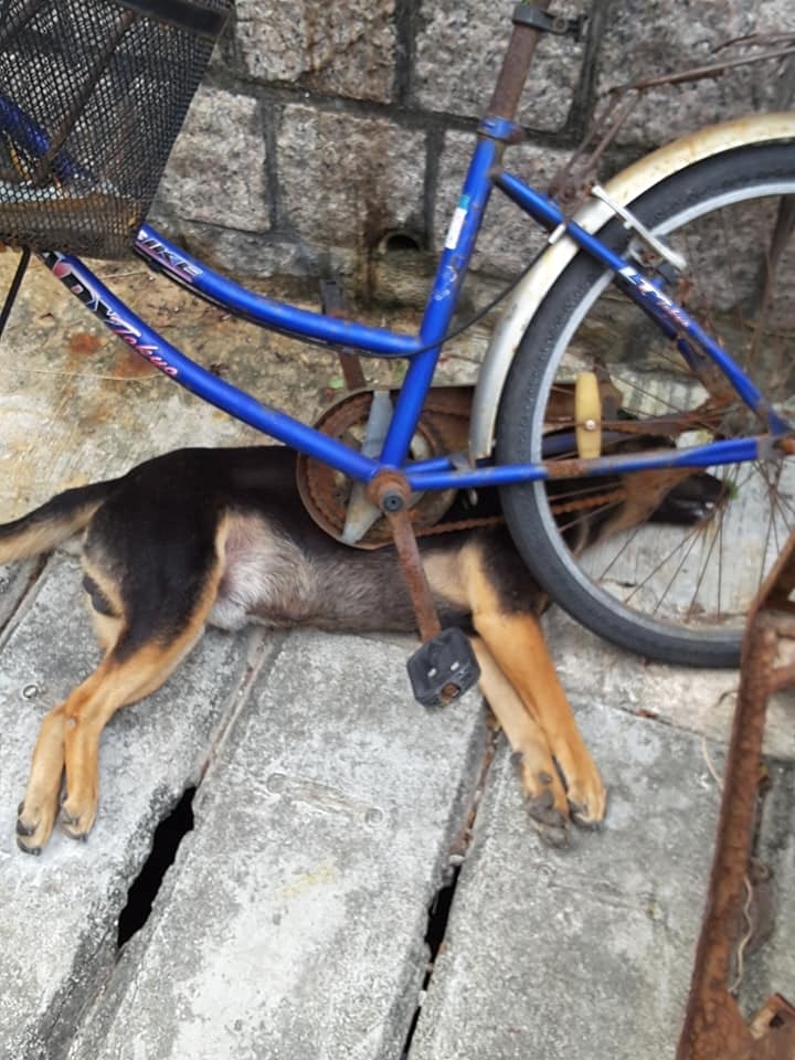 昨晨,有市民報案指於長洲東堤路發現多具懷疑被毒殺的狗屍體。(網上圖片) 昨晨,有市民報案指於長洲東堤路發現多具懷疑被毒殺的狗屍體。(網上圖片)