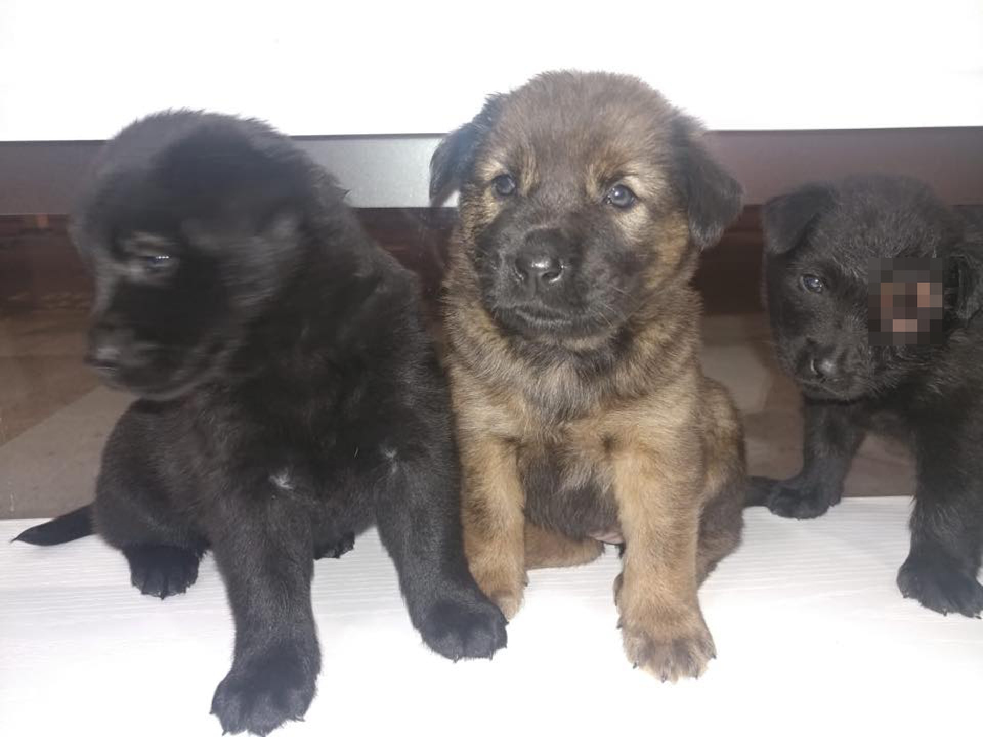 有義工找到3隻生還的幼犬,其中一隻幼犬(右一)的眼睛正被蒼蠅蟲蠶食,狀甚恐怖。(Facebook@毛孩守護者) 有義工找到3隻生還的幼犬,其中一隻幼犬(右一)的眼睛正被蒼蠅蟲蠶食,狀甚恐怖。(Facebook@毛孩守護者)