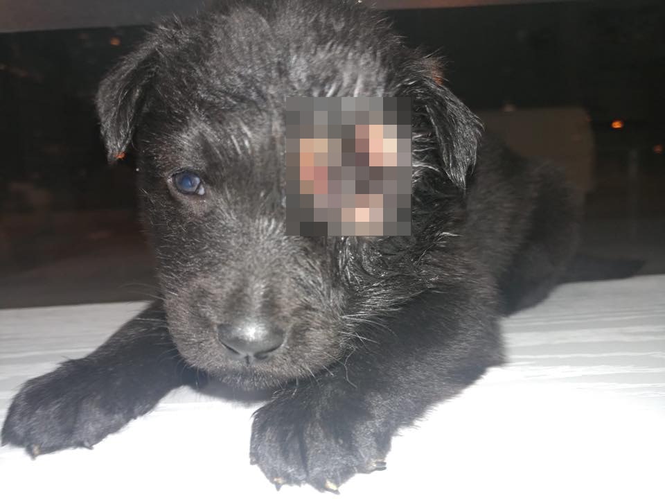 Kent表示須待「平平」眼睛消腫後才可確定眼球受損程度。(Facebook@毛孩守護者) Kent表示須待「平平」眼睛消腫後才可確定眼球受損程度。(Facebook@毛孩守護者)