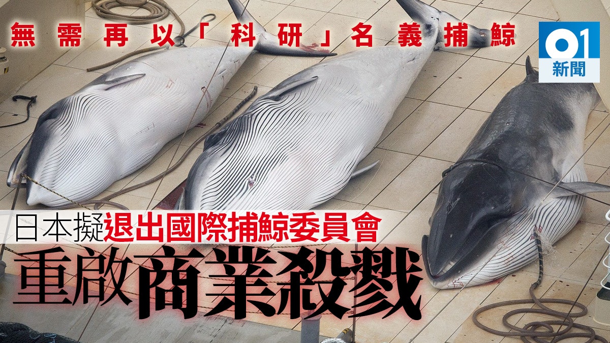 【圖片故事】日本擬退出國際捕鯨委員會 重啟血腥商業殺戮 【圖片故事】日本擬退出國際捕鯨委員會 重啟血腥商業殺戮