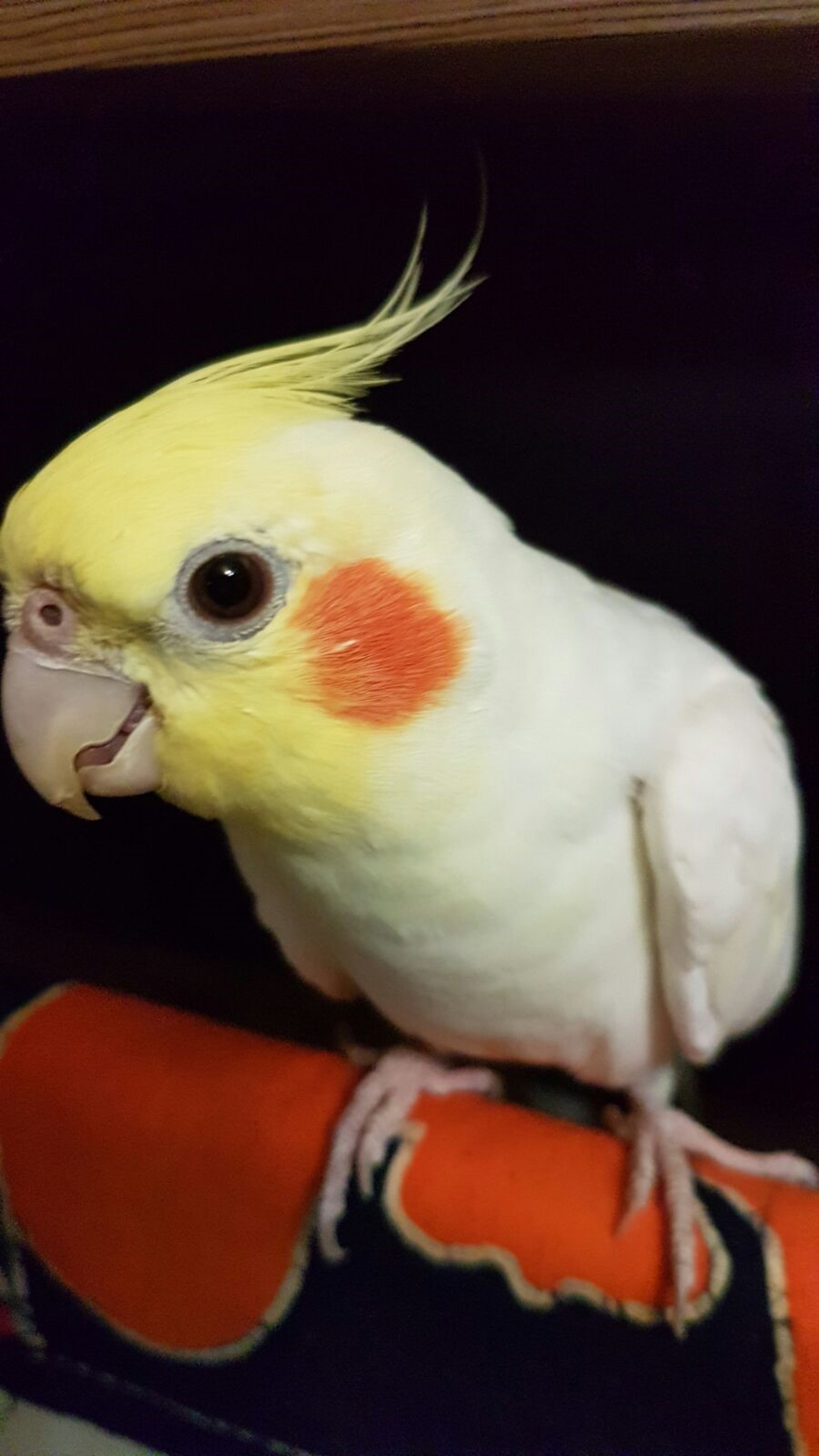 廖順蓮視雪兒如家人。(廖順蓮提供) 廖順蓮視雪兒如家人。(廖順蓮提供)