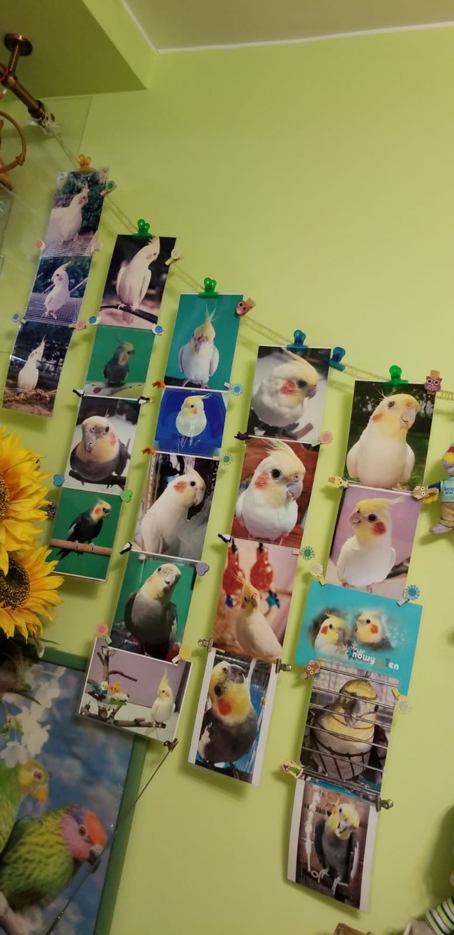 雪兒陪廖順蓮15年,家中貼滿牠的照片。(廖順蓮提供) 雪兒陪廖順蓮15年,家中貼滿牠的照片。(廖順蓮提供)