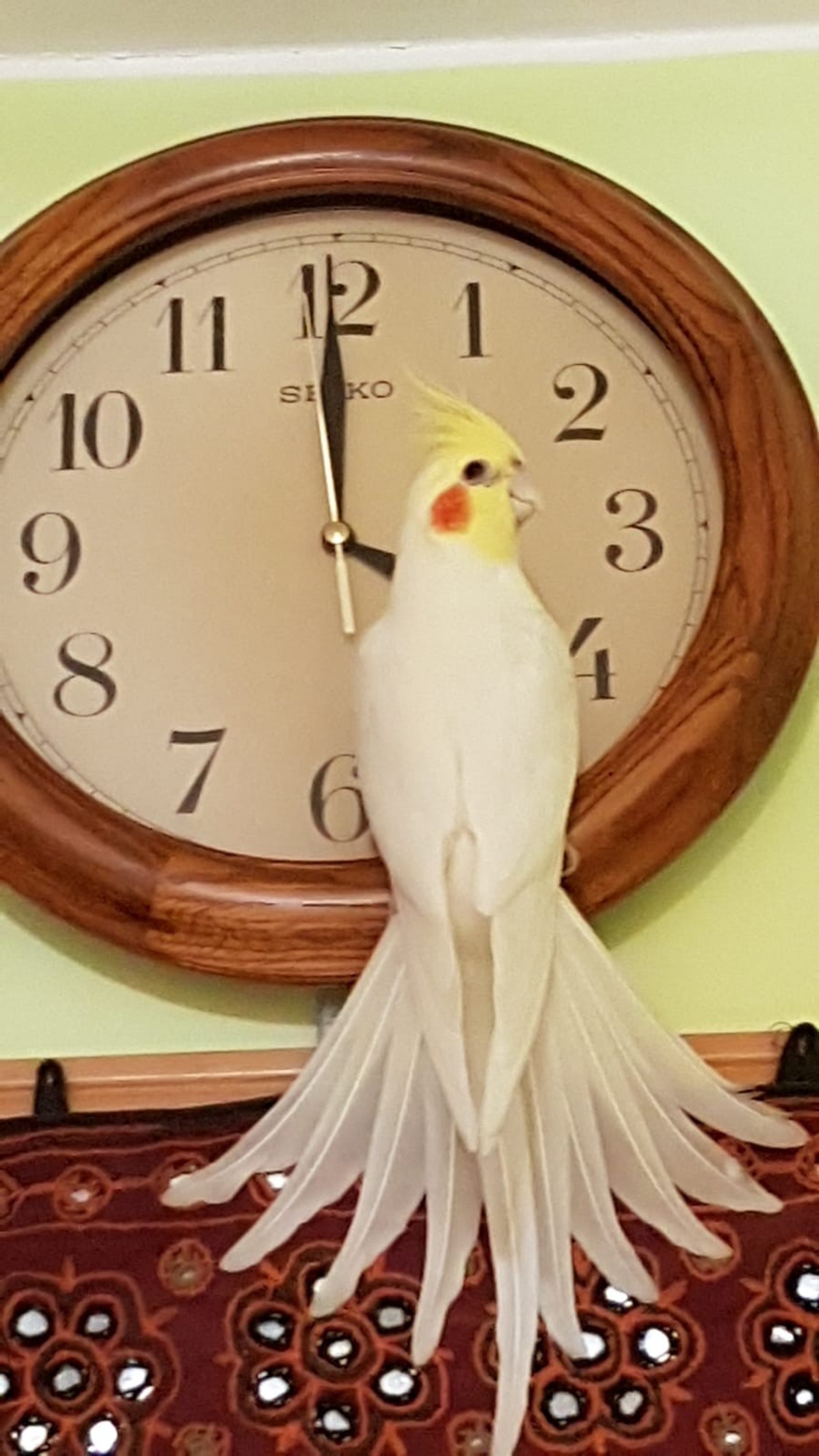 廖順蓮自雪兒三個月大開始照顧牠,感情深厚。(廖順蓮提供) 廖順蓮自雪兒三個月大開始照顧牠,感情深厚。(廖順蓮提供)