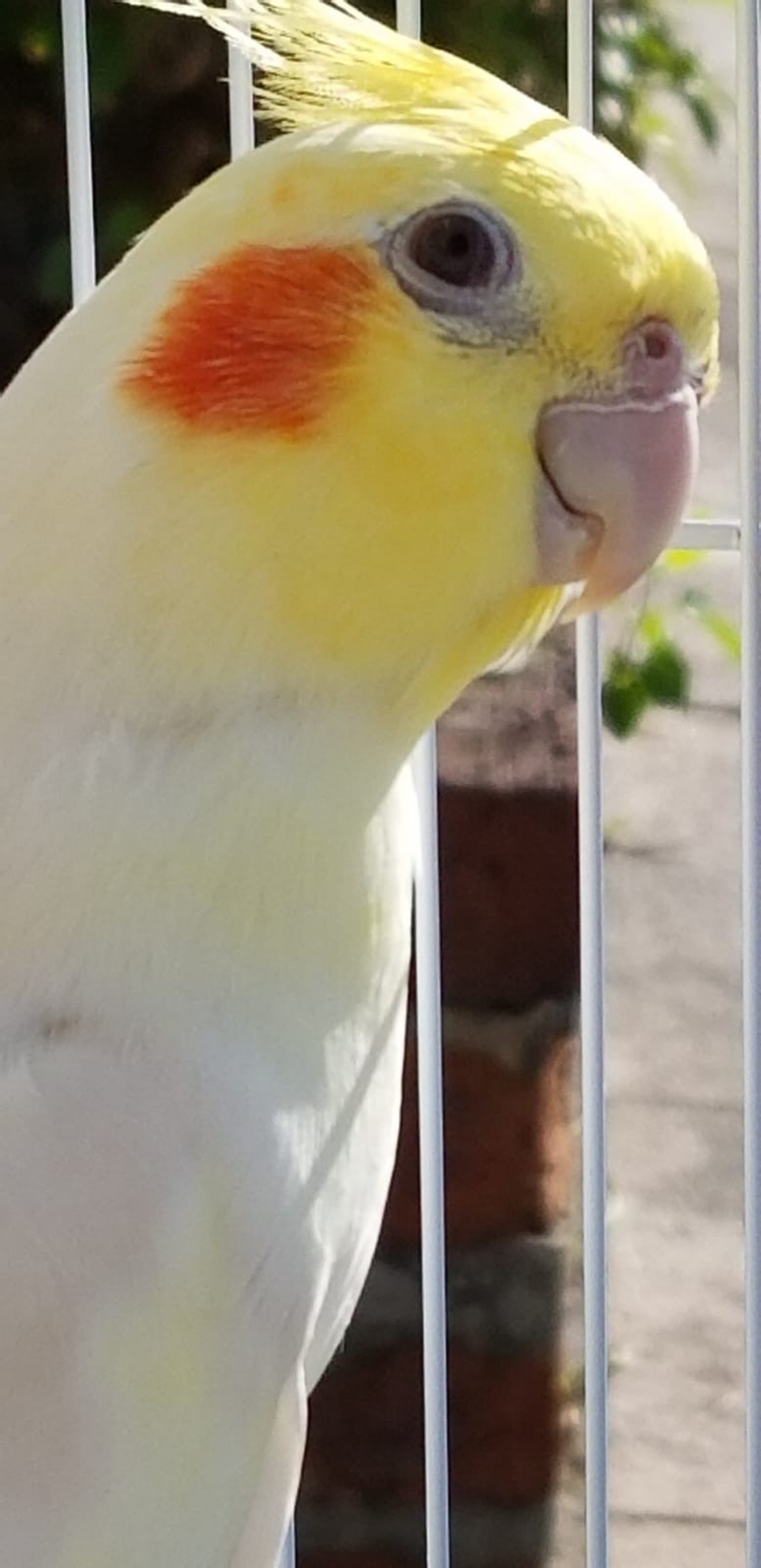 走失前一天,雪兒曾到公園曬太陽。(廖順蓮提供) 走失前一天,雪兒曾到公園曬太陽。(廖順蓮提供)