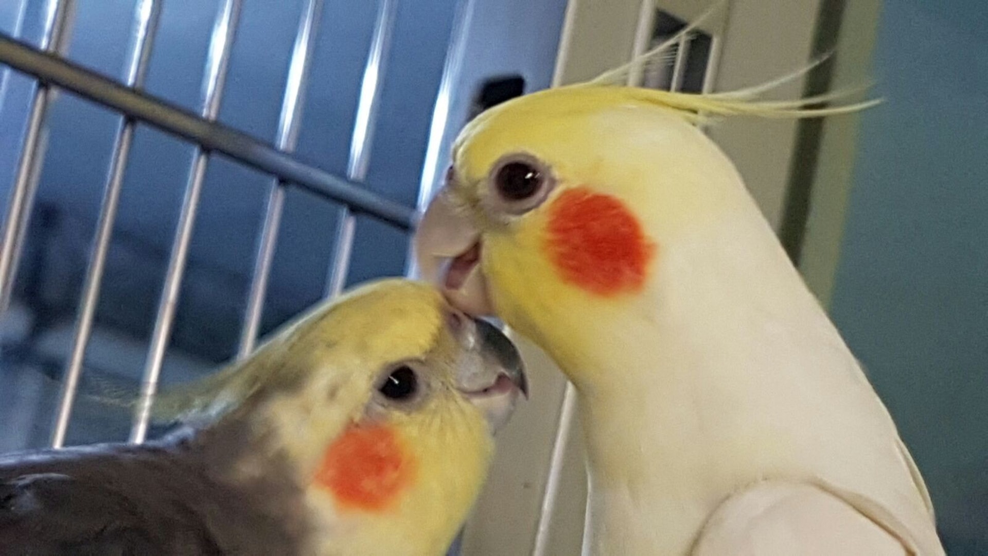 雪兒(右)與拾仔(左)經常在一起,感情深厚。(廖順蓮提供) 雪兒(右)與拾仔(左)經常在一起,感情深厚。(廖順蓮提供)