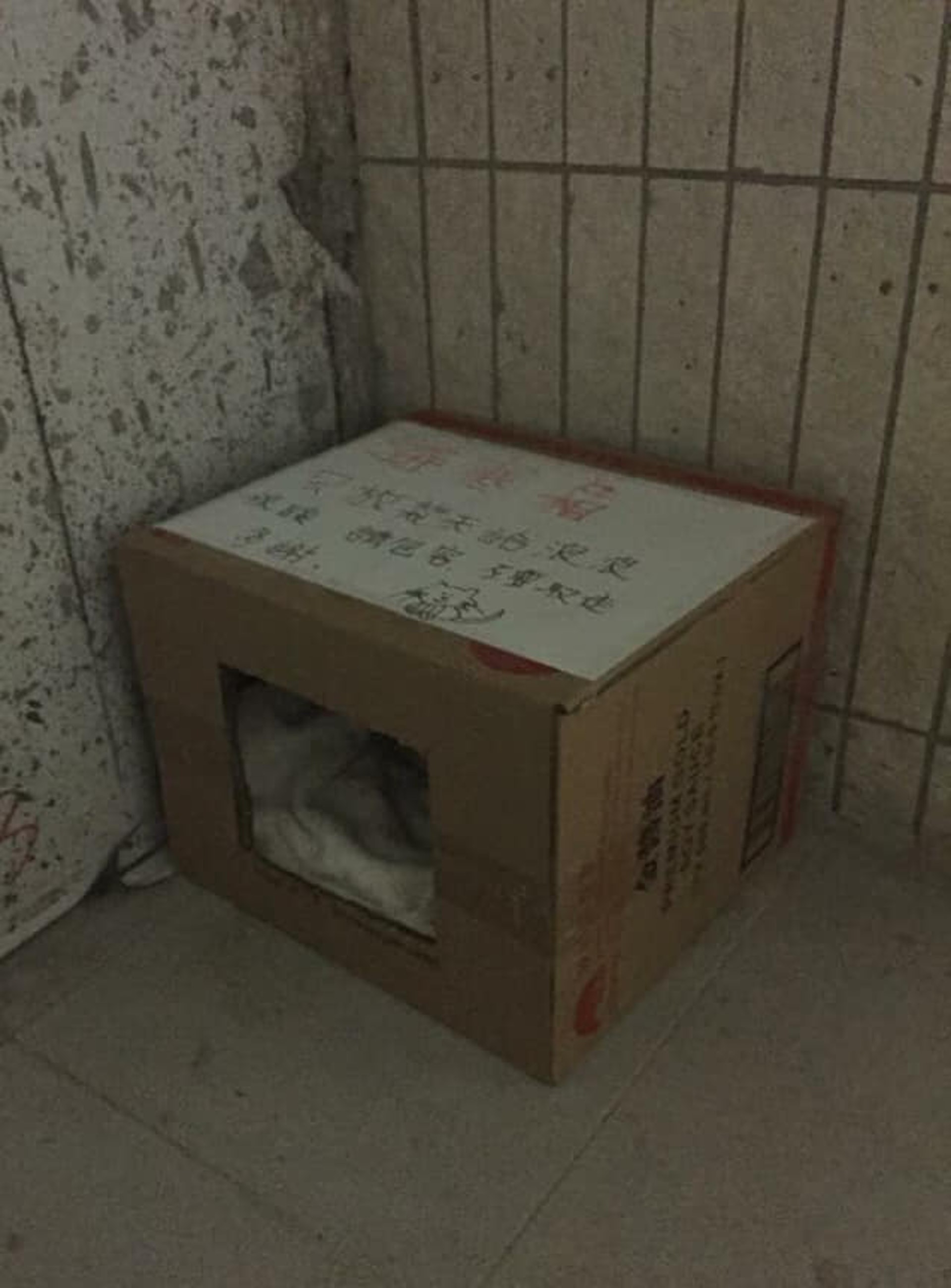 寒流將至,有家的主子們可以鑽入奴才懷中取暖,但街上流浪動物可以如何?(「西環貓奴」FB圖片) 寒流將至,有家的主子們可以鑽入奴才懷中取暖,但街上流浪動物可以如何?(「西環貓奴」FB圖片)