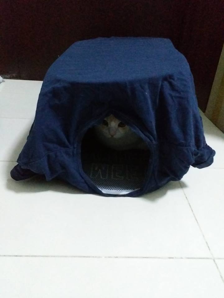 據版主指,她在去年已有製作避寒箱,留意到街貓「真係會入去」。(「西環貓奴」FB圖片) 據版主指,她在去年已有製作避寒箱,留意到街貓「真係會入去」。(「西環貓奴」FB圖片)