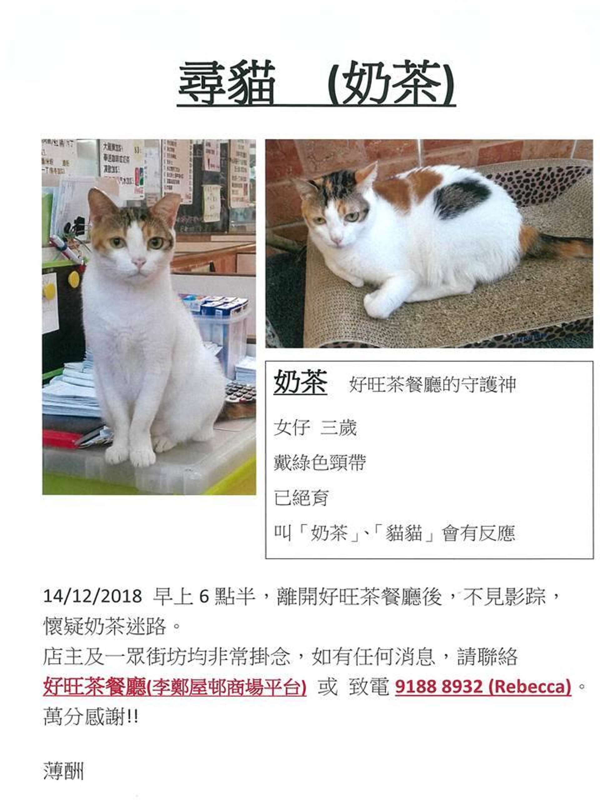 奶茶在今個月中走失,至今仍未回來。(受訪者提供相片) 奶茶在今個月中走失,至今仍未回來。(受訪者提供相片)