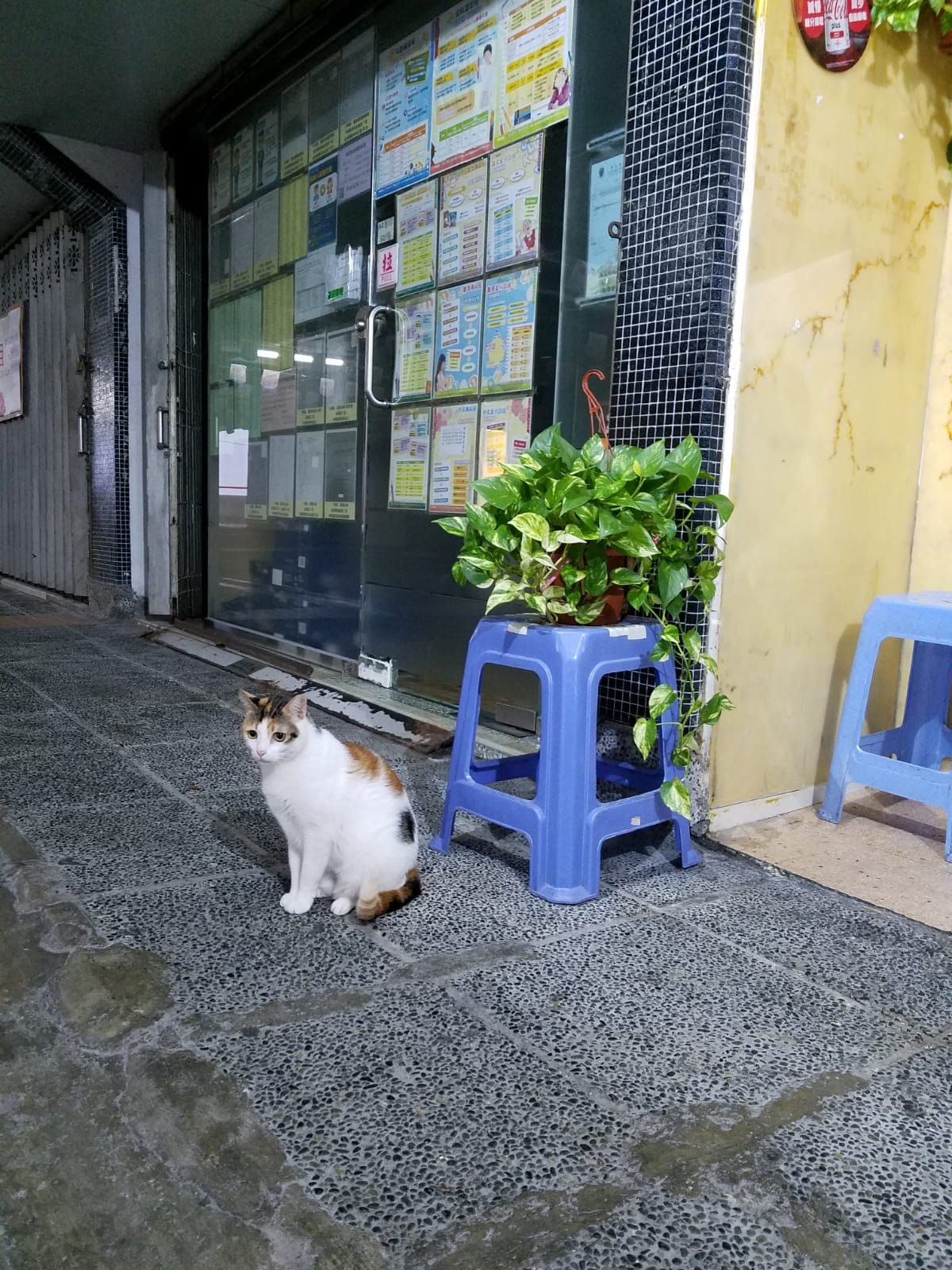 奶茶通常靜靜地坐在茶餐廳門看途人行過,深受街坊愛戴。(受訪者提供相片) 奶茶通常靜靜地坐在茶餐廳門看途人行過,深受街坊愛戴。(受訪者提供相片)