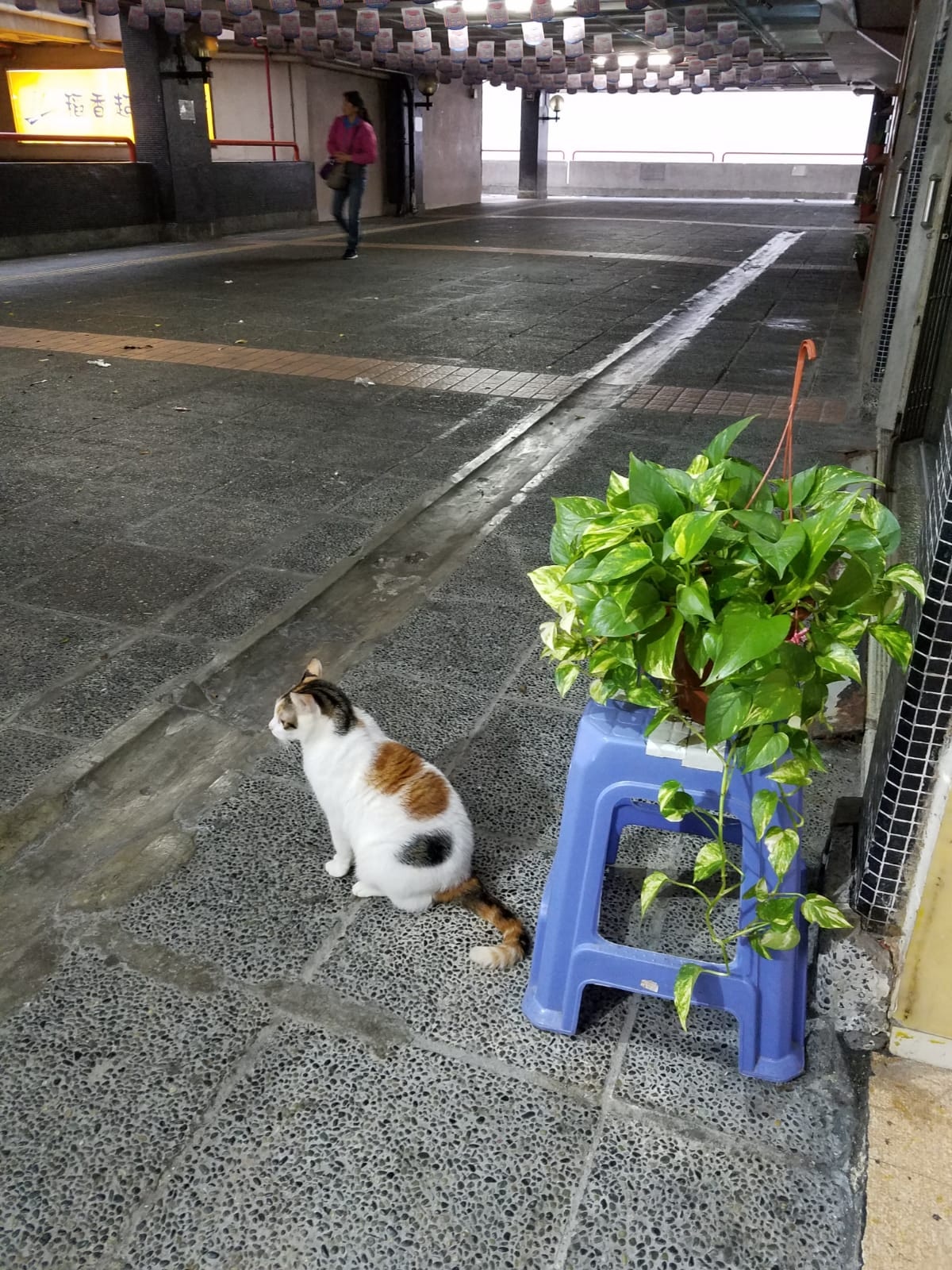 未懂行樓梯時的奶茶,每次都望著前方,向Rebecca示意抱牠出外玩耍。(受訪者提供相片) 未懂行樓梯時的奶茶,每次都望著前方,向Rebecca示意抱牠出外玩耍。(受訪者提供相片)