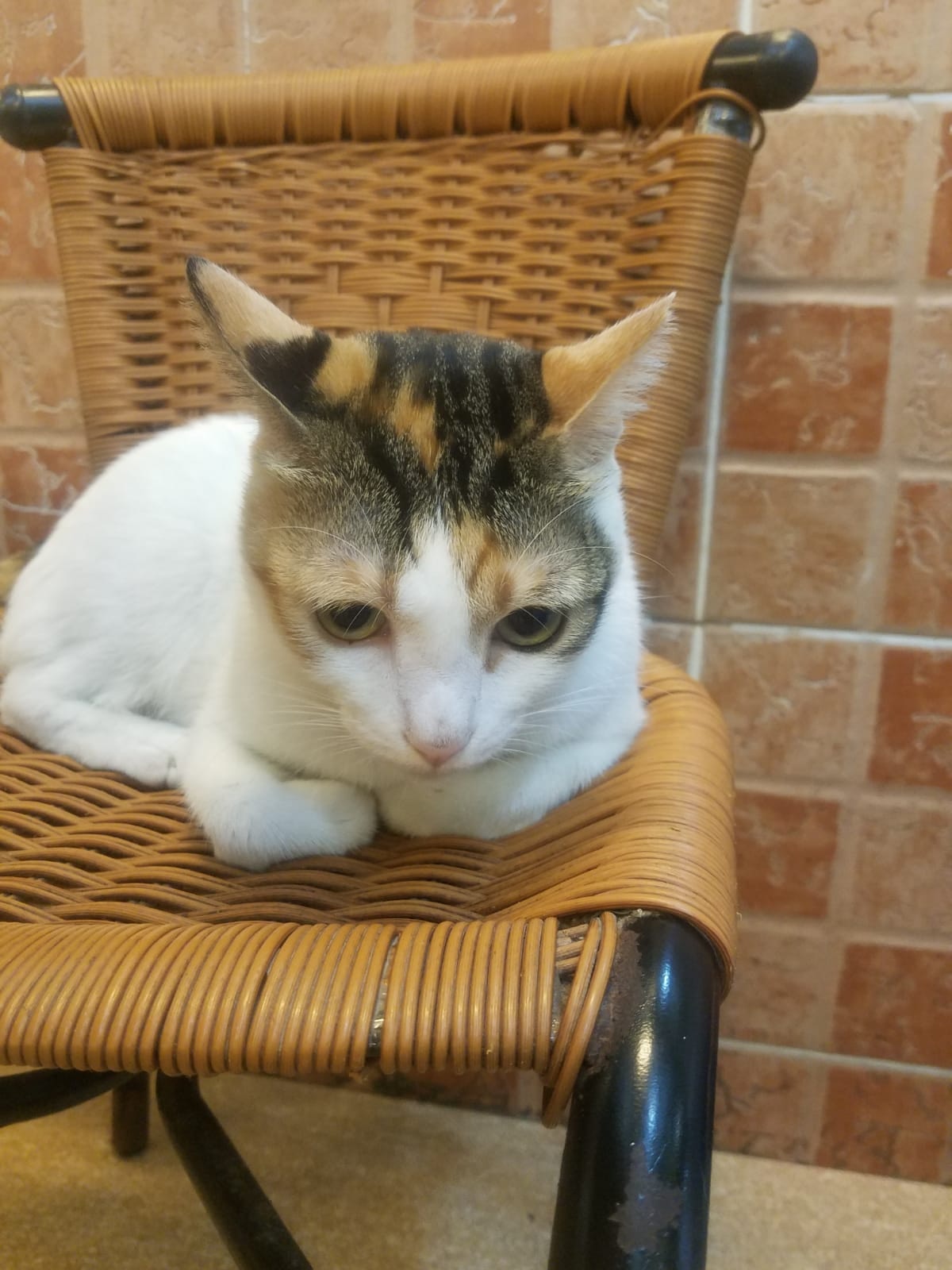 牠有時會坐在椅子上接近食客逗人喜歡。(受訪者提供相片) 牠有時會坐在椅子上接近食客逗人喜歡。(受訪者提供相片)