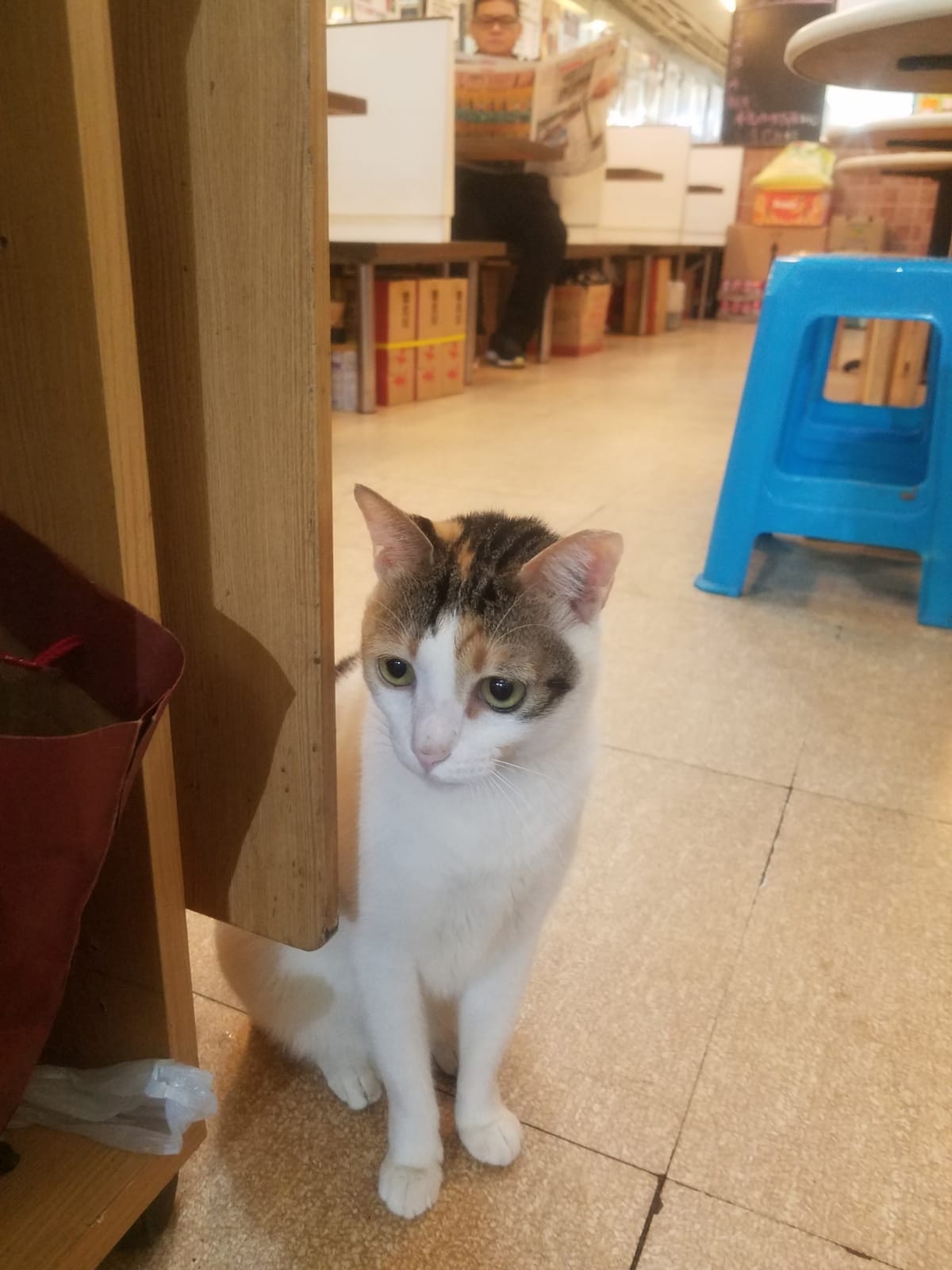 奶茶不愛陌生人觸摸,當有人嘗試抱牠時便會躲到櫃子後。(受訪者提供相片) 奶茶不愛陌生人觸摸,當有人嘗試抱牠時便會躲到櫃子後。(受訪者提供相片)