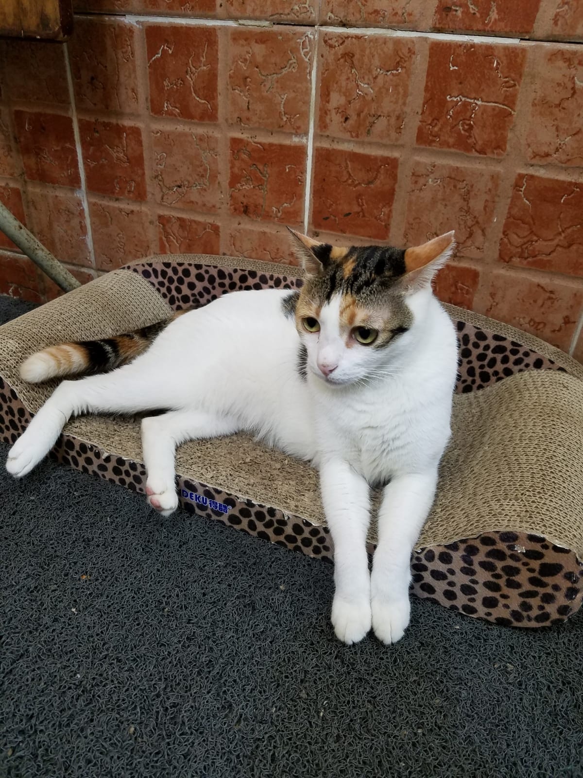 Rebecca在店內多處放了奶茶專用的貓椅讓牠休息。(受訪者提供相片) Rebecca在店內多處放了奶茶專用的貓椅讓牠休息。(受訪者提供相片)