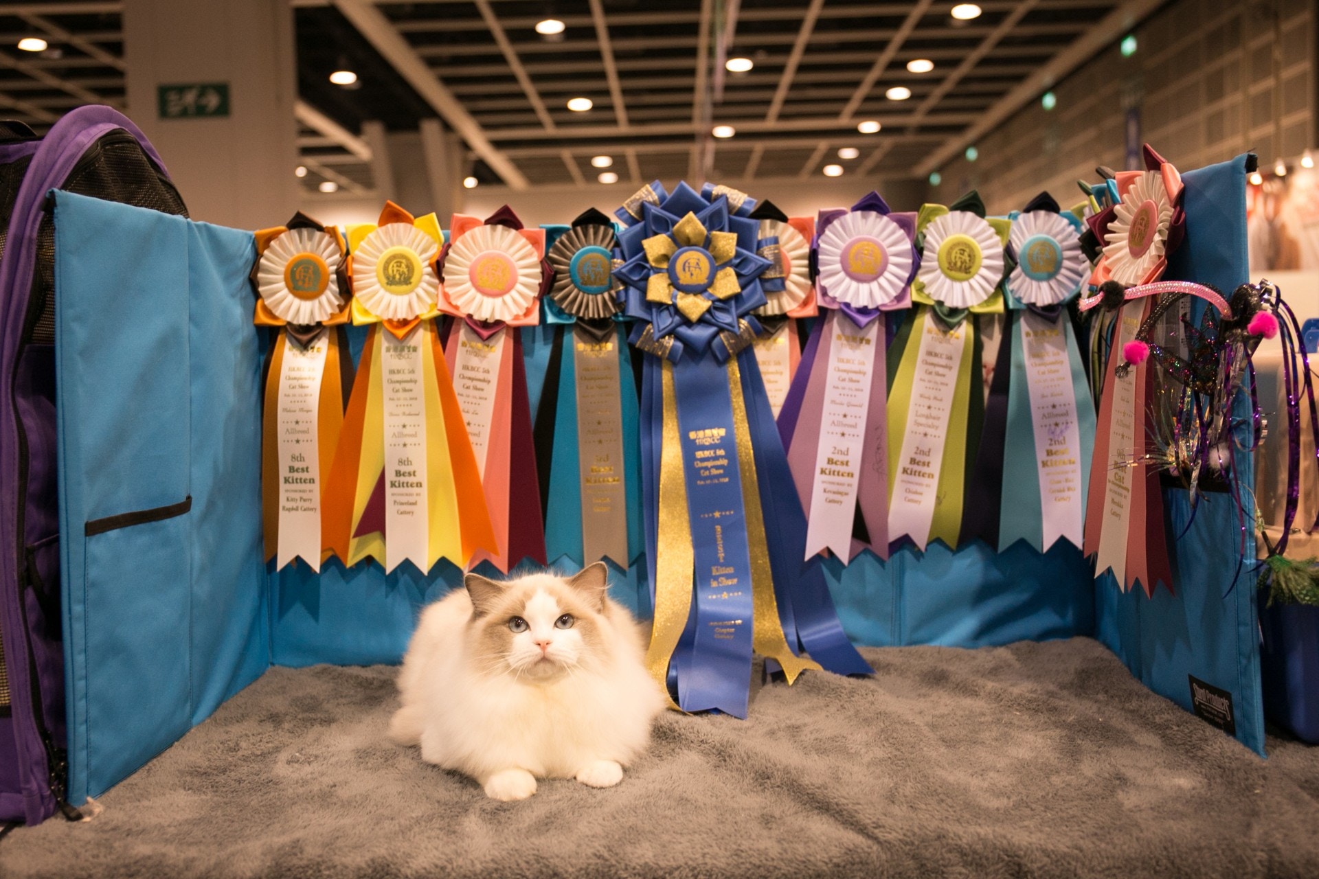 參加比賽的貓貓需要不怕陌生地方及陌生人,假如性格親人、脾氣好及好動將更佳。(香港寵物節) 參加比賽的貓貓需要不怕陌生地方及陌生人,假如性格親人、脾氣好及好動將更佳。(香港寵物節)