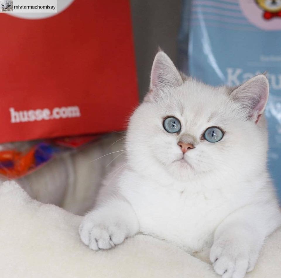 「Fairish貓星汪星環保生活週末市集」將於1月5至6日在荔枝角D2 Place舉辦。(Fairish Market) 「Fairish貓星汪星環保生活週末市集」將於1月5至6日在荔枝角D2 Place舉辦。(Fairish Market)