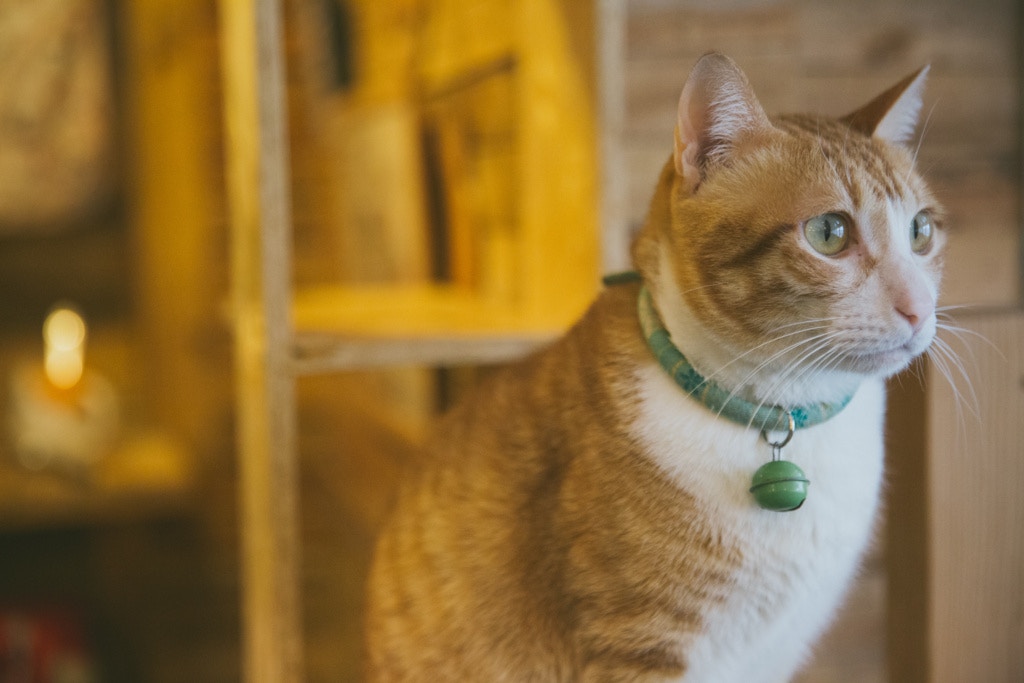 周家怡與German 因貓結緣,二人這天於咖啡廳與貓嬉戲。 周家怡與German 因貓結緣,二人這天於咖啡廳與貓嬉戲。