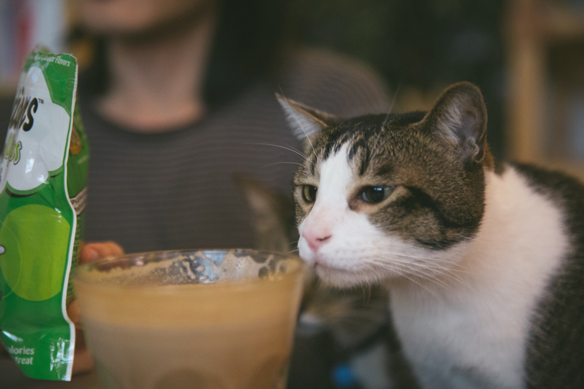 周家怡與German 因貓結緣,二人這天於咖啡廳與貓嬉戲。 周家怡與German 因貓結緣,二人這天於咖啡廳與貓嬉戲。