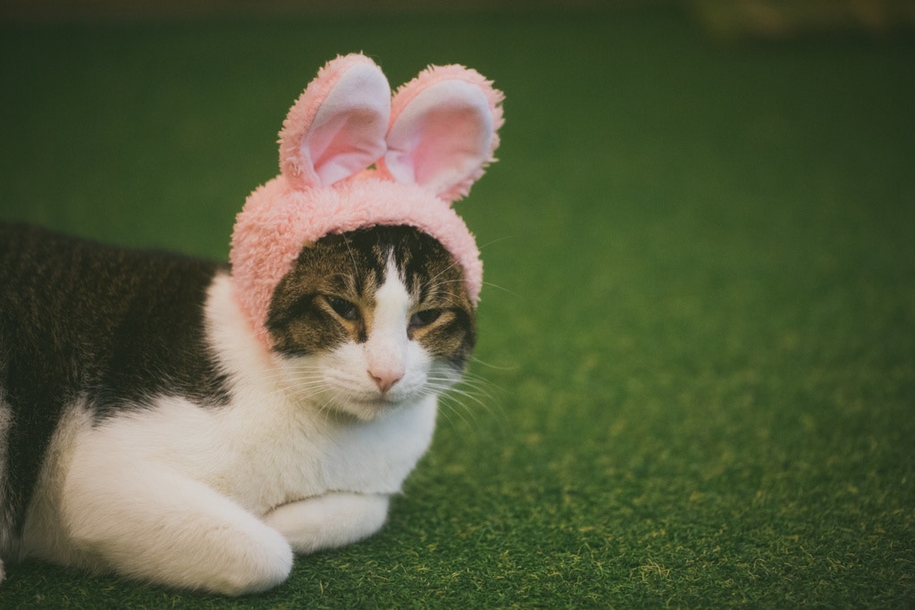 周家怡與German 因貓結緣,二人這天於咖啡廳與貓嬉戲。 周家怡與German 因貓結緣,二人這天於咖啡廳與貓嬉戲。